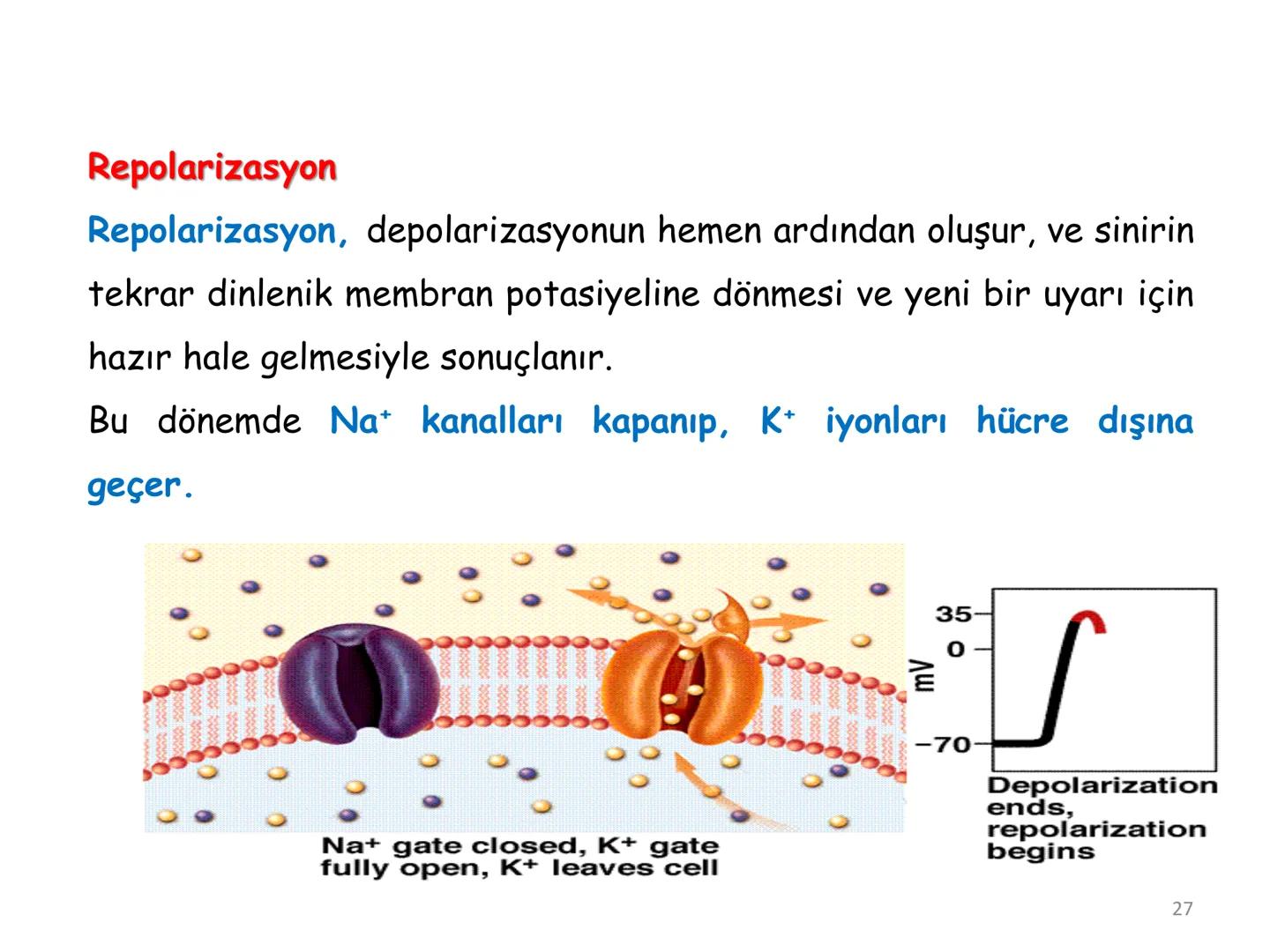 # BİYOFİZİĞE GİRİŞ
Doç. Dr. Nurten Bahtiyar Canlı varlıkların yapı ve işlevleri, tek bir disiplinin
içinden çıkamayacağı kadar karmaşıktır.