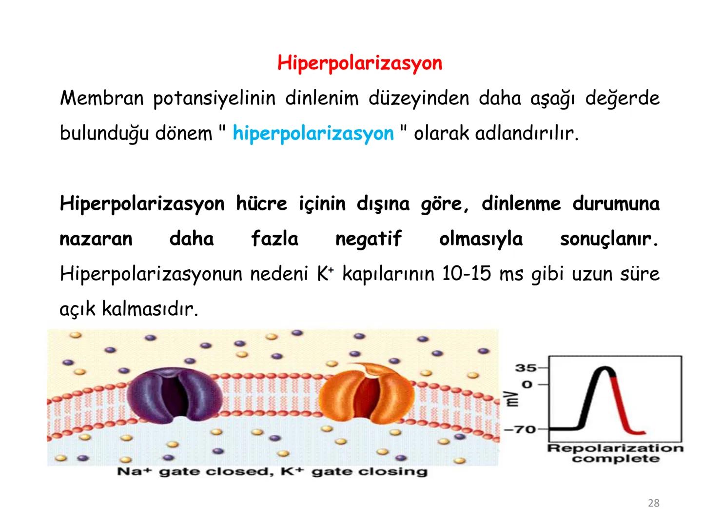 # BİYOFİZİĞE GİRİŞ
Doç. Dr. Nurten Bahtiyar Canlı varlıkların yapı ve işlevleri, tek bir disiplinin
içinden çıkamayacağı kadar karmaşıktır.