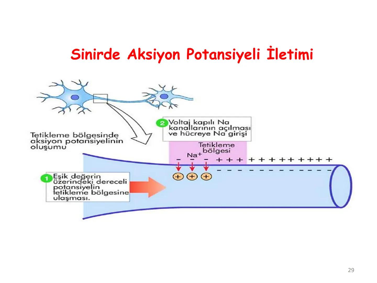# BİYOFİZİĞE GİRİŞ
Doç. Dr. Nurten Bahtiyar Canlı varlıkların yapı ve işlevleri, tek bir disiplinin
içinden çıkamayacağı kadar karmaşıktır.