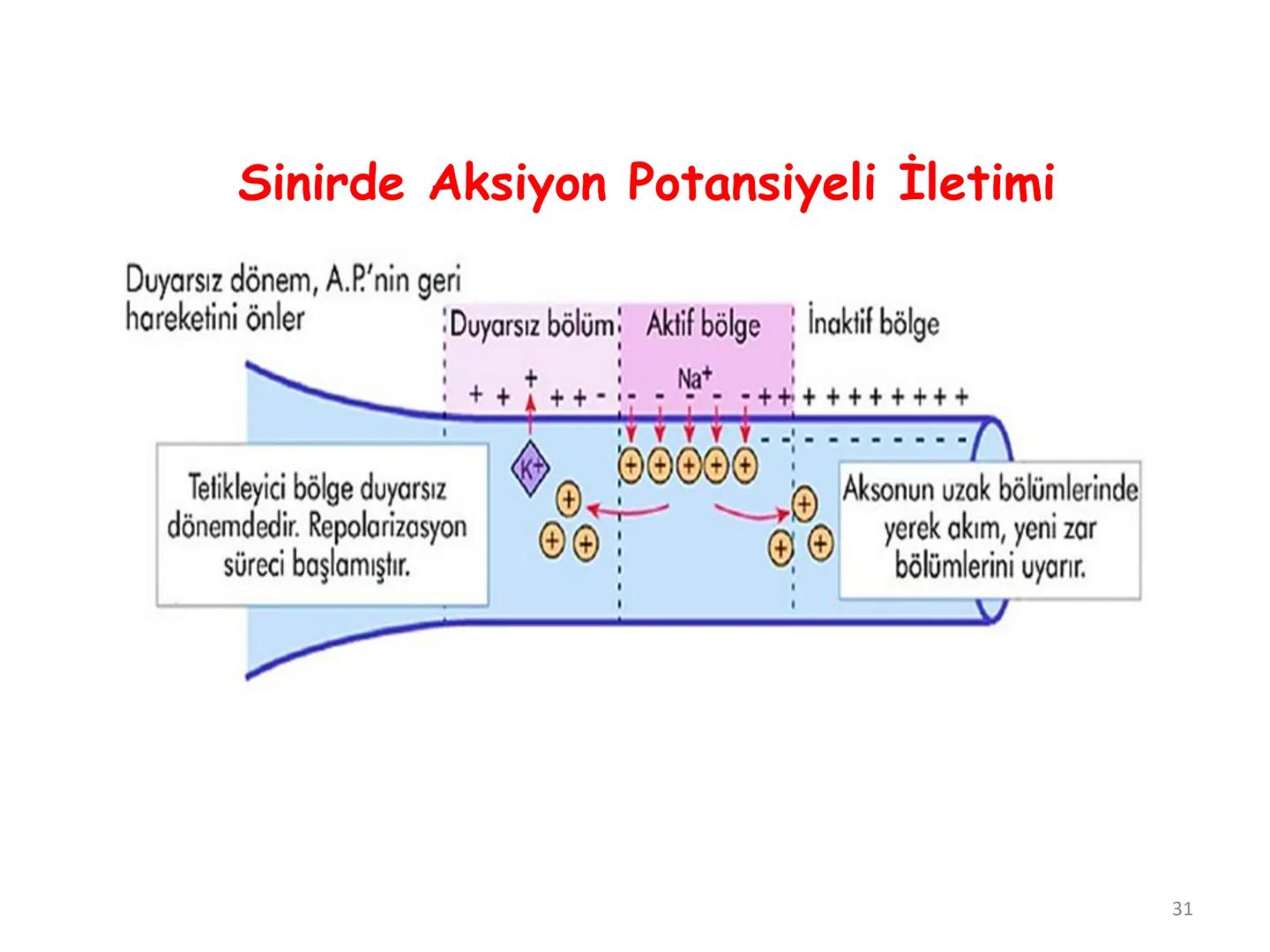 # BİYOFİZİĞE GİRİŞ
Doç. Dr. Nurten Bahtiyar Canlı varlıkların yapı ve işlevleri, tek bir disiplinin
içinden çıkamayacağı kadar karmaşıktır.