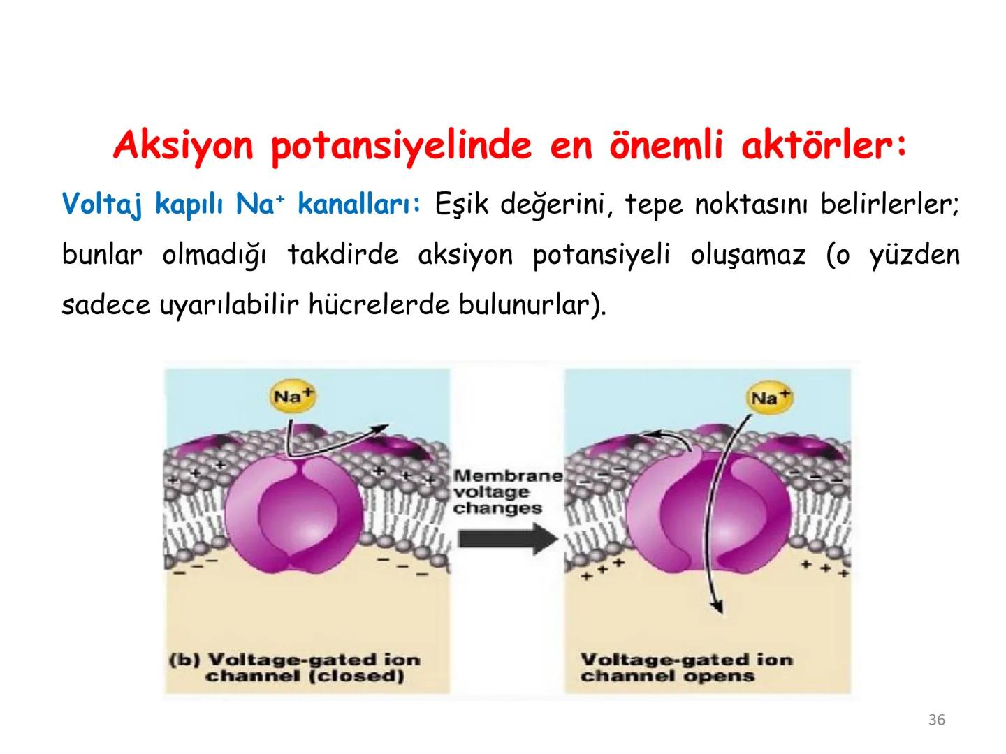 # BİYOFİZİĞE GİRİŞ
Doç. Dr. Nurten Bahtiyar Canlı varlıkların yapı ve işlevleri, tek bir disiplinin
içinden çıkamayacağı kadar karmaşıktır.