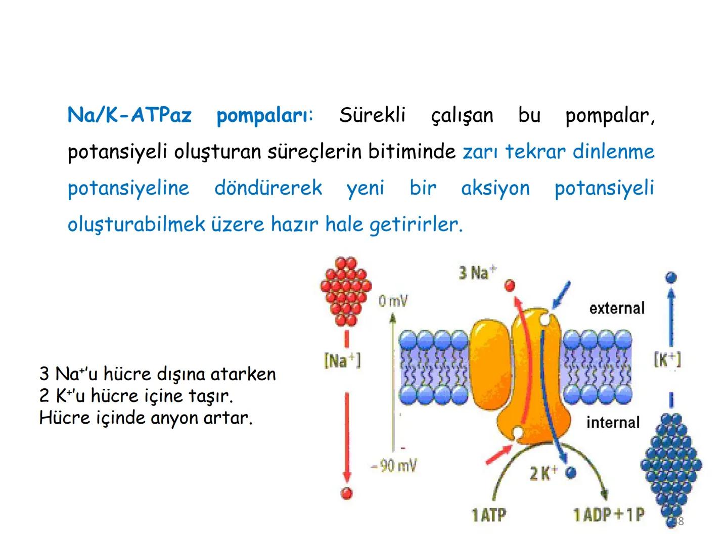 # BİYOFİZİĞE GİRİŞ
Doç. Dr. Nurten Bahtiyar Canlı varlıkların yapı ve işlevleri, tek bir disiplinin
içinden çıkamayacağı kadar karmaşıktır.