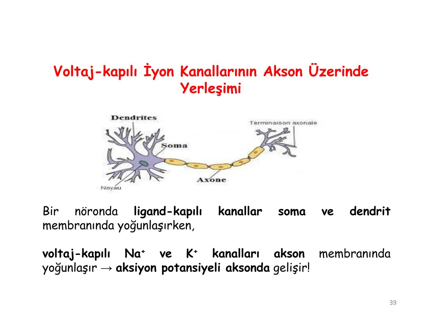 # BİYOFİZİĞE GİRİŞ
Doç. Dr. Nurten Bahtiyar Canlı varlıkların yapı ve işlevleri, tek bir disiplinin
içinden çıkamayacağı kadar karmaşıktır.