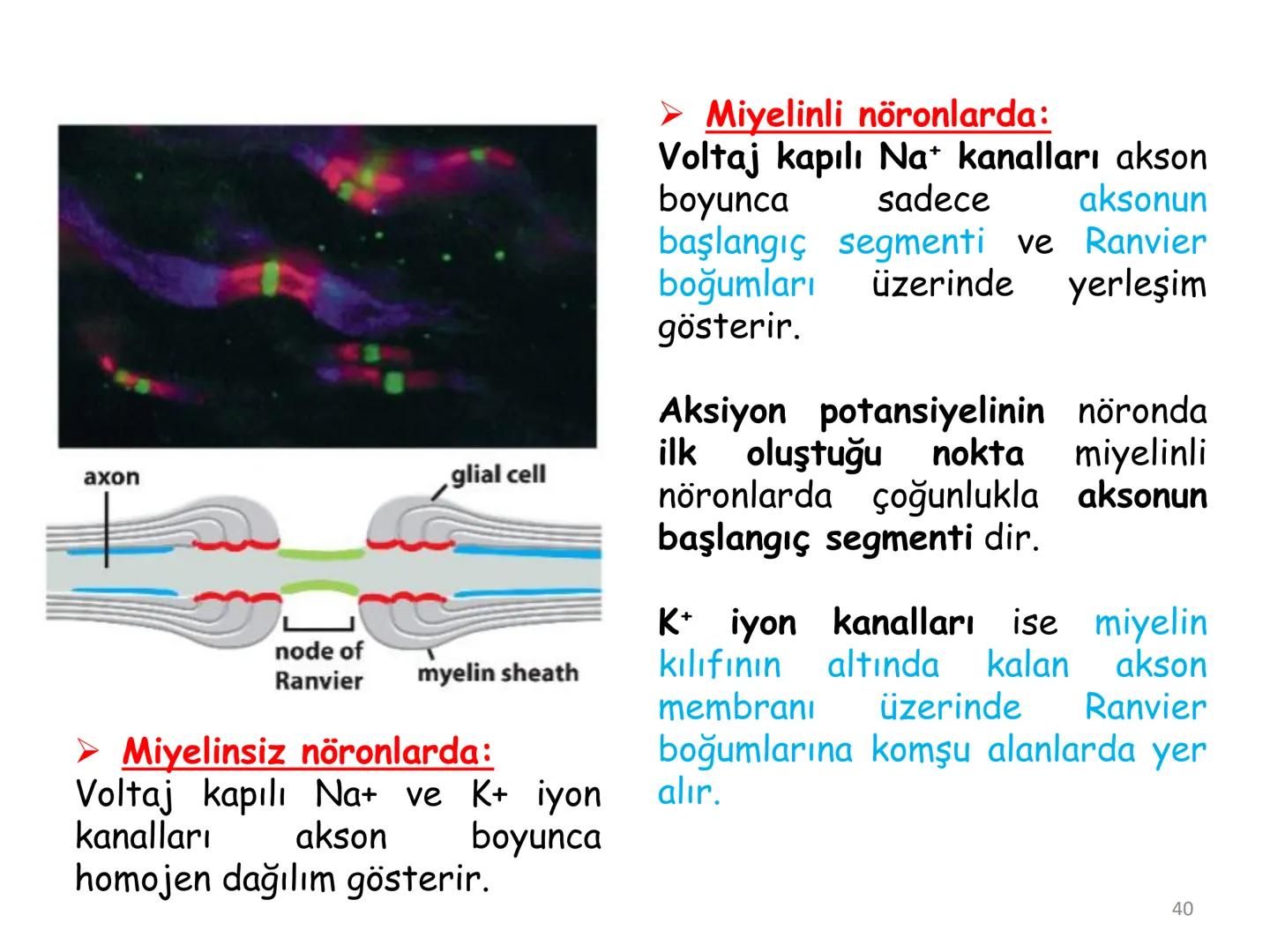 # BİYOFİZİĞE GİRİŞ
Doç. Dr. Nurten Bahtiyar Canlı varlıkların yapı ve işlevleri, tek bir disiplinin
içinden çıkamayacağı kadar karmaşıktır.