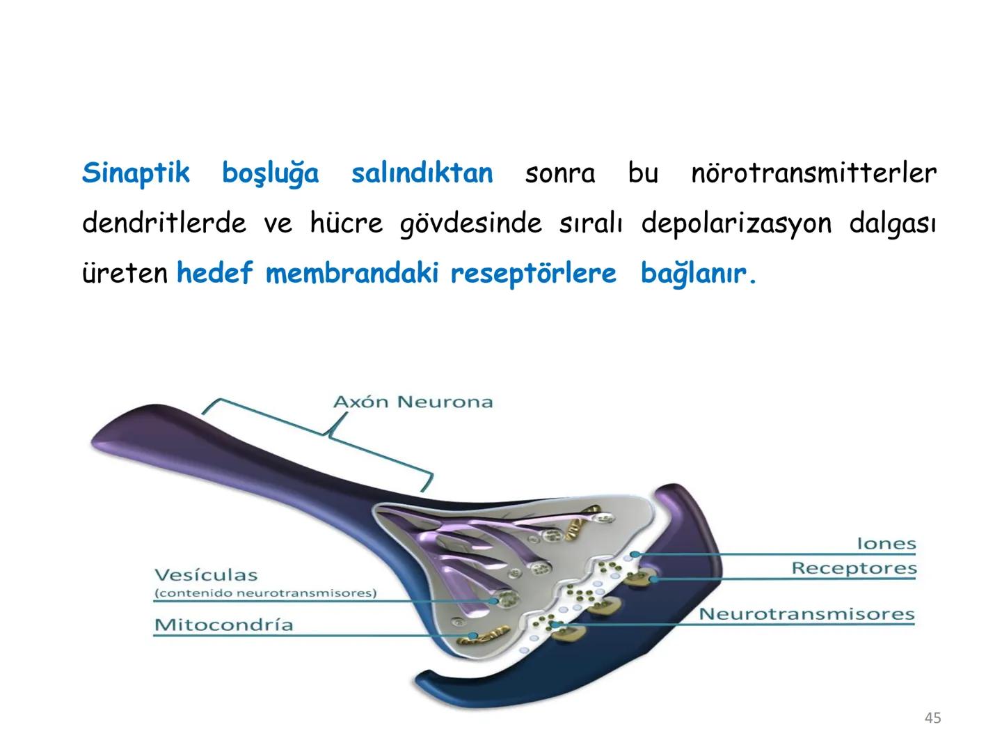 # BİYOFİZİĞE GİRİŞ
Doç. Dr. Nurten Bahtiyar Canlı varlıkların yapı ve işlevleri, tek bir disiplinin
içinden çıkamayacağı kadar karmaşıktır.