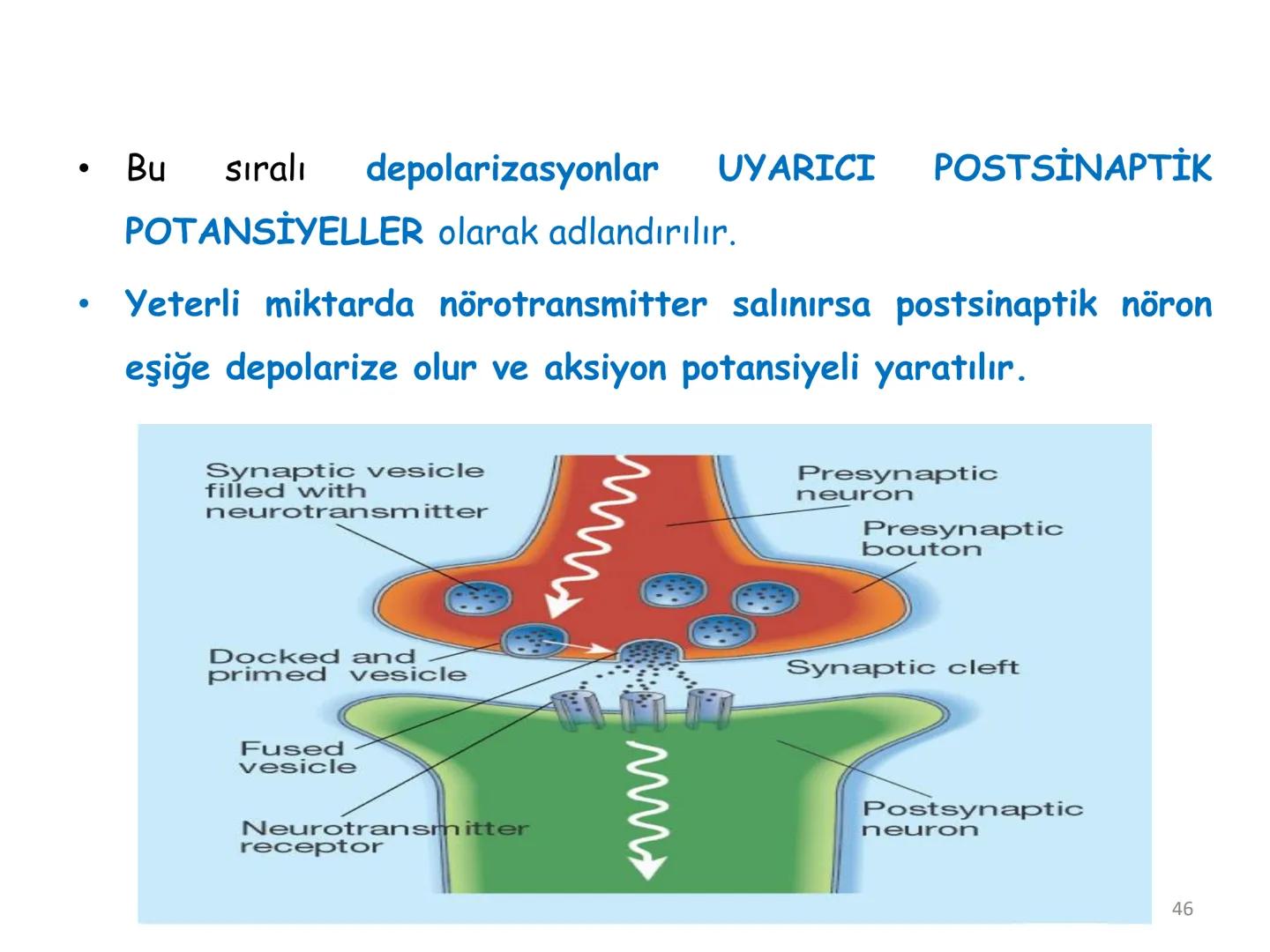 # BİYOFİZİĞE GİRİŞ
Doç. Dr. Nurten Bahtiyar Canlı varlıkların yapı ve işlevleri, tek bir disiplinin
içinden çıkamayacağı kadar karmaşıktır.