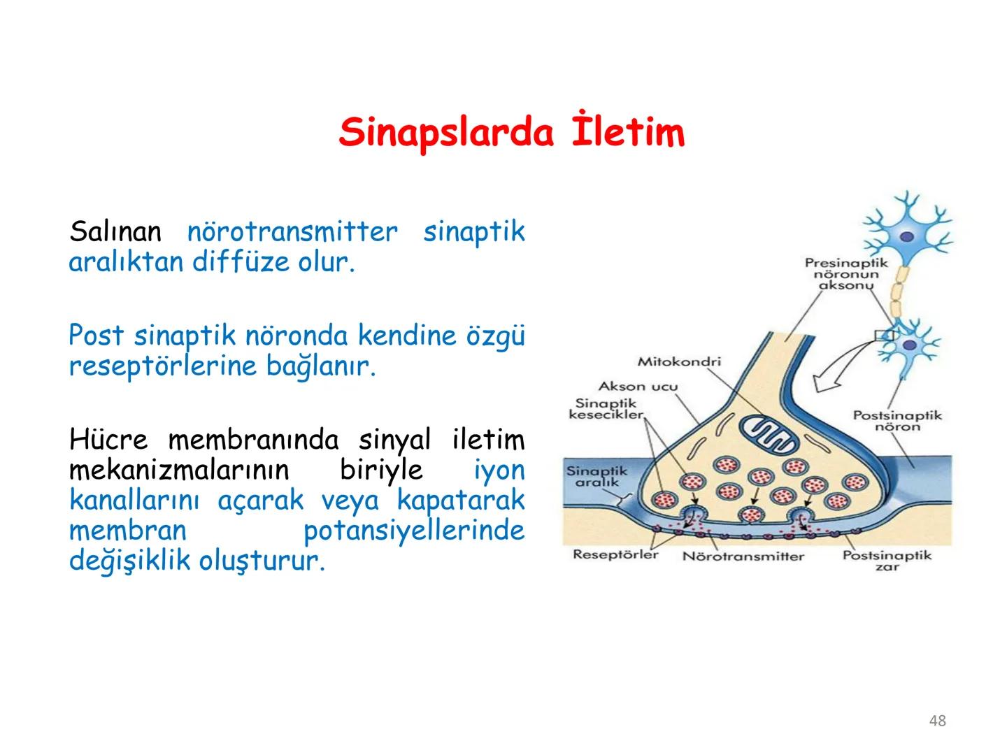 # BİYOFİZİĞE GİRİŞ
Doç. Dr. Nurten Bahtiyar Canlı varlıkların yapı ve işlevleri, tek bir disiplinin
içinden çıkamayacağı kadar karmaşıktır.