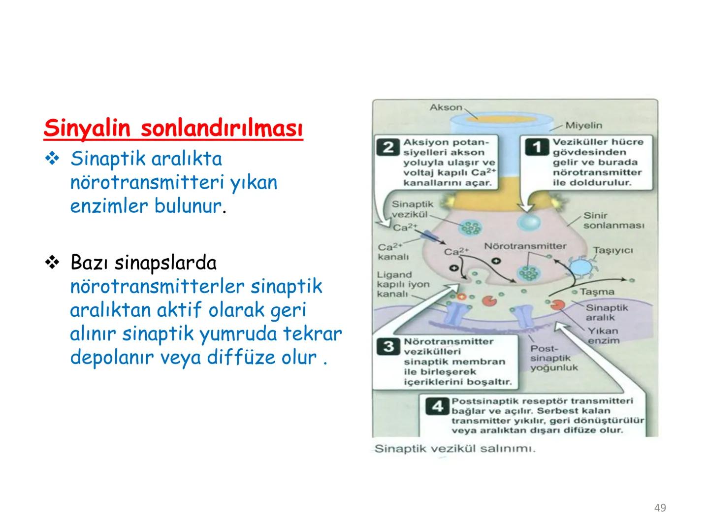 # BİYOFİZİĞE GİRİŞ
Doç. Dr. Nurten Bahtiyar Canlı varlıkların yapı ve işlevleri, tek bir disiplinin
içinden çıkamayacağı kadar karmaşıktır.