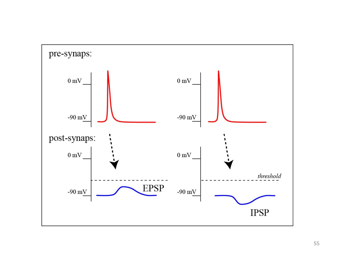 # BİYOFİZİĞE GİRİŞ
Doç. Dr. Nurten Bahtiyar Canlı varlıkların yapı ve işlevleri, tek bir disiplinin
içinden çıkamayacağı kadar karmaşıktır.