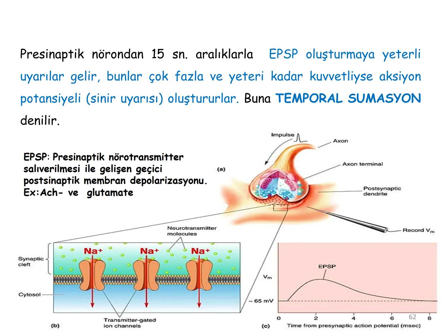 # BİYOFİZİĞE GİRİŞ
Doç. Dr. Nurten Bahtiyar Canlı varlıkların yapı ve işlevleri, tek bir disiplinin
içinden çıkamayacağı kadar karmaşıktır.