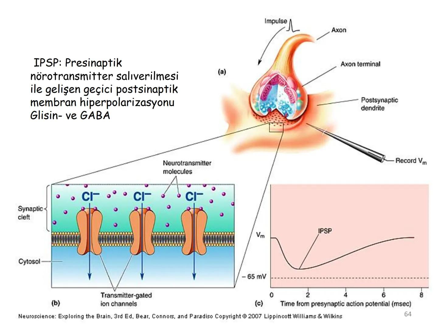 # BİYOFİZİĞE GİRİŞ
Doç. Dr. Nurten Bahtiyar Canlı varlıkların yapı ve işlevleri, tek bir disiplinin
içinden çıkamayacağı kadar karmaşıktır.