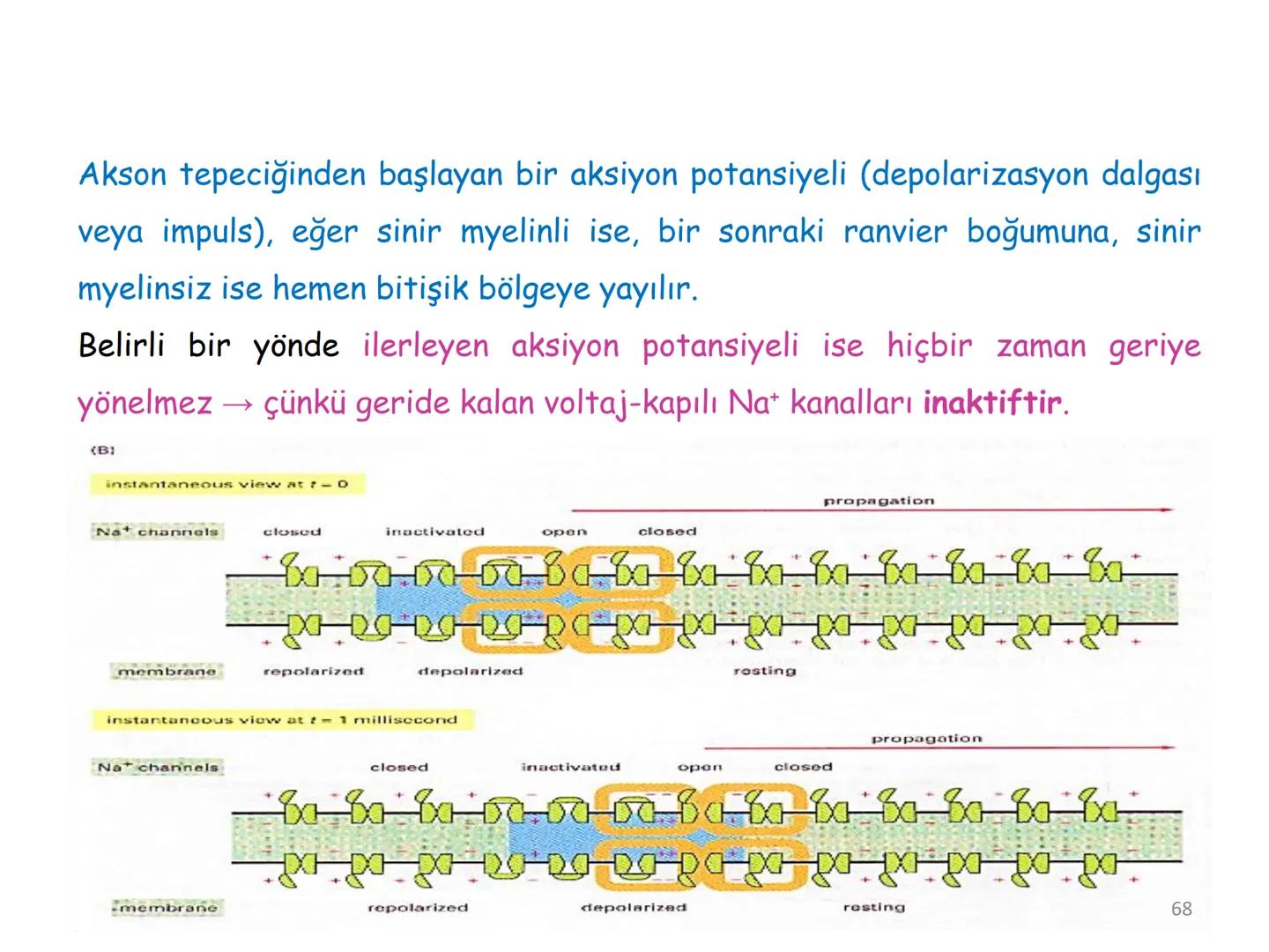 # BİYOFİZİĞE GİRİŞ
Doç. Dr. Nurten Bahtiyar Canlı varlıkların yapı ve işlevleri, tek bir disiplinin
içinden çıkamayacağı kadar karmaşıktır.