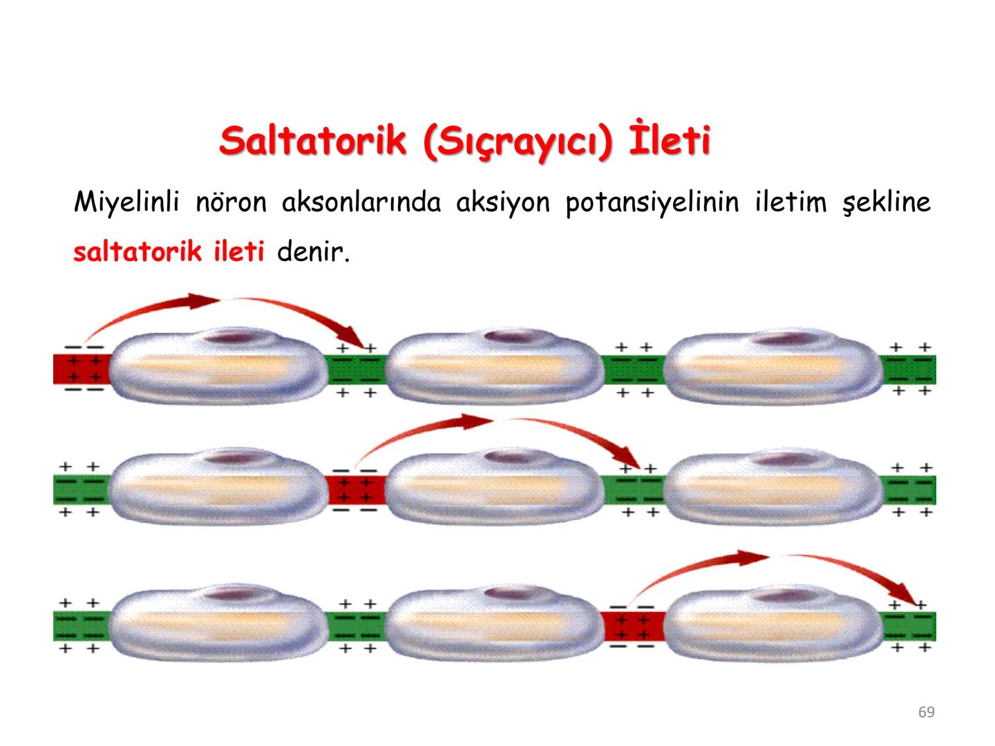 # BİYOFİZİĞE GİRİŞ
Doç. Dr. Nurten Bahtiyar Canlı varlıkların yapı ve işlevleri, tek bir disiplinin
içinden çıkamayacağı kadar karmaşıktır.
