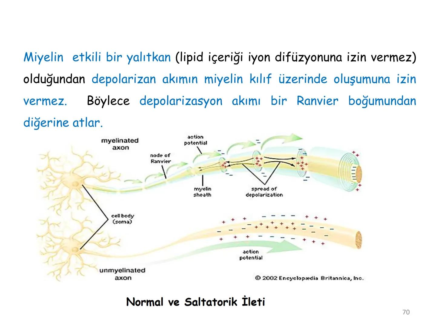 # BİYOFİZİĞE GİRİŞ
Doç. Dr. Nurten Bahtiyar Canlı varlıkların yapı ve işlevleri, tek bir disiplinin
içinden çıkamayacağı kadar karmaşıktır.