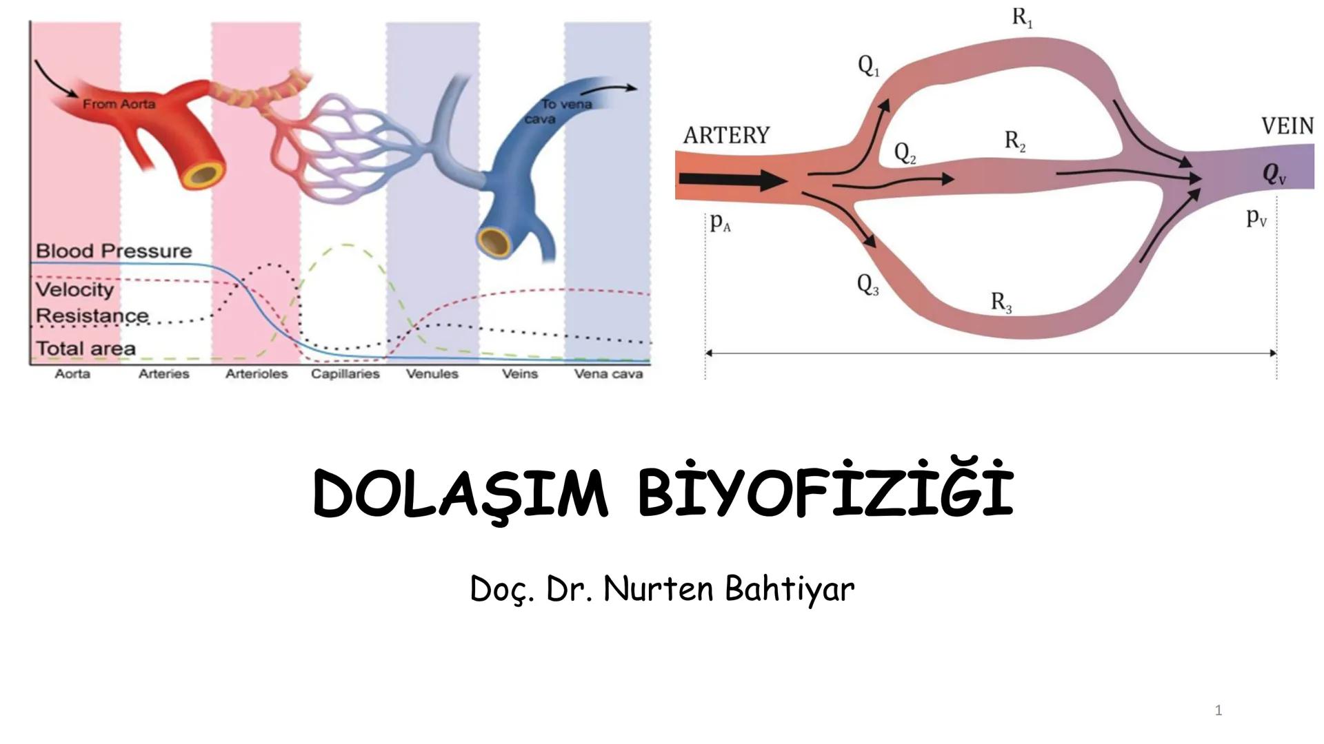 # BİYOFİZİĞE GİRİŞ
Doç. Dr. Nurten Bahtiyar Canlı varlıkların yapı ve işlevleri, tek bir disiplinin
içinden çıkamayacağı kadar karmaşıktır.