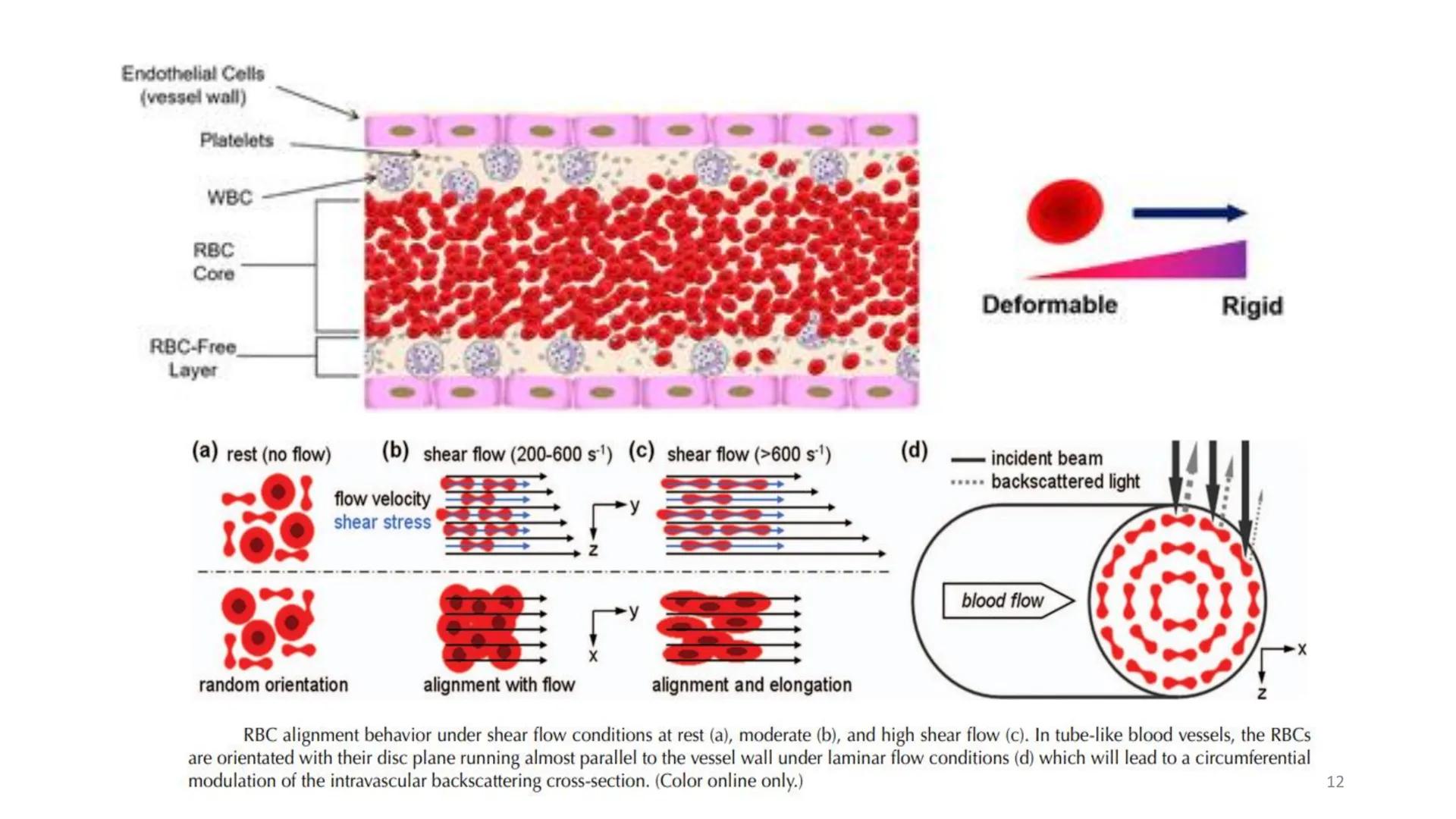 # BİYOFİZİĞE GİRİŞ
Doç. Dr. Nurten Bahtiyar Canlı varlıkların yapı ve işlevleri, tek bir disiplinin
içinden çıkamayacağı kadar karmaşıktır.