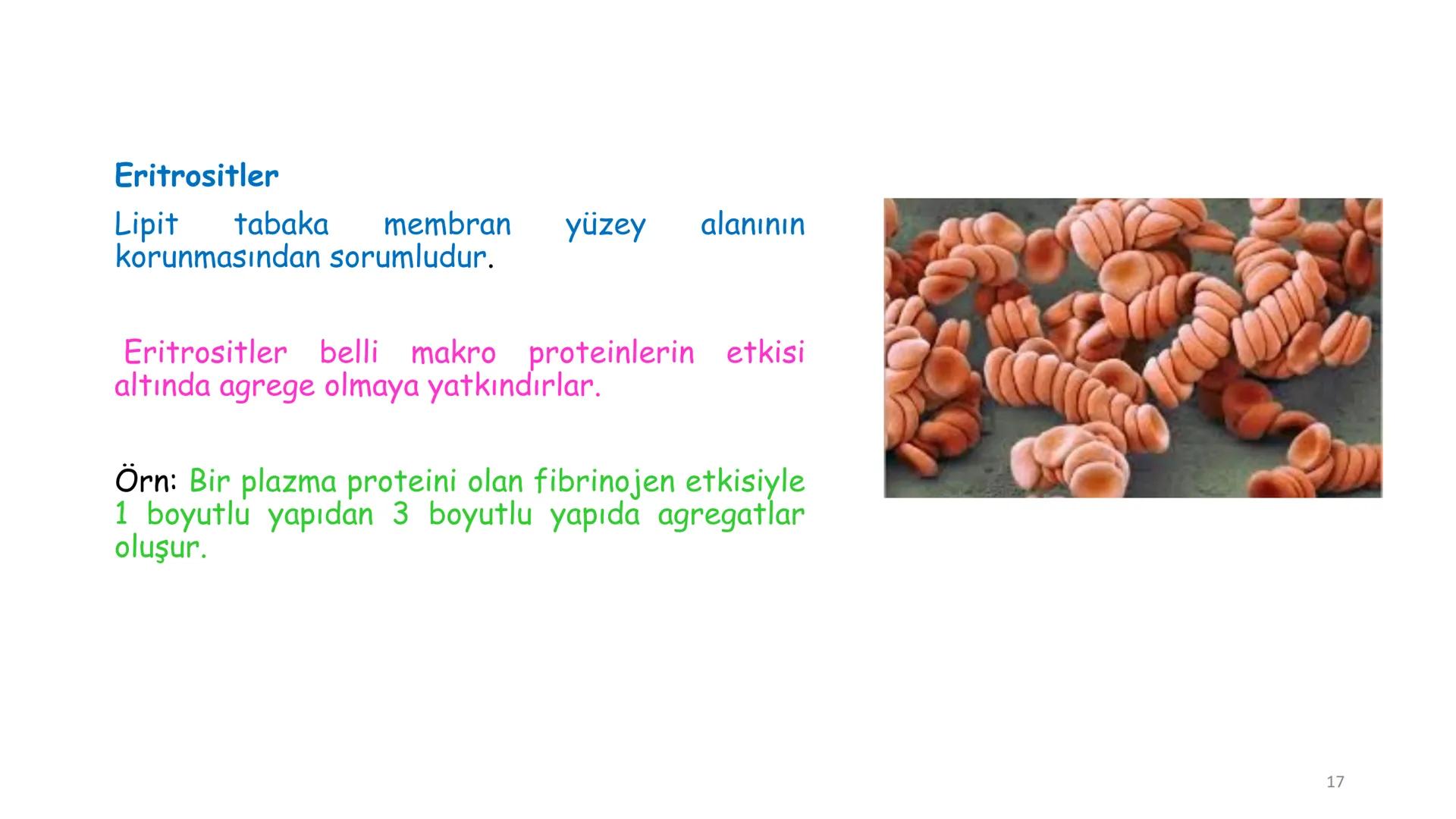 # BİYOFİZİĞE GİRİŞ
Doç. Dr. Nurten Bahtiyar Canlı varlıkların yapı ve işlevleri, tek bir disiplinin
içinden çıkamayacağı kadar karmaşıktır.