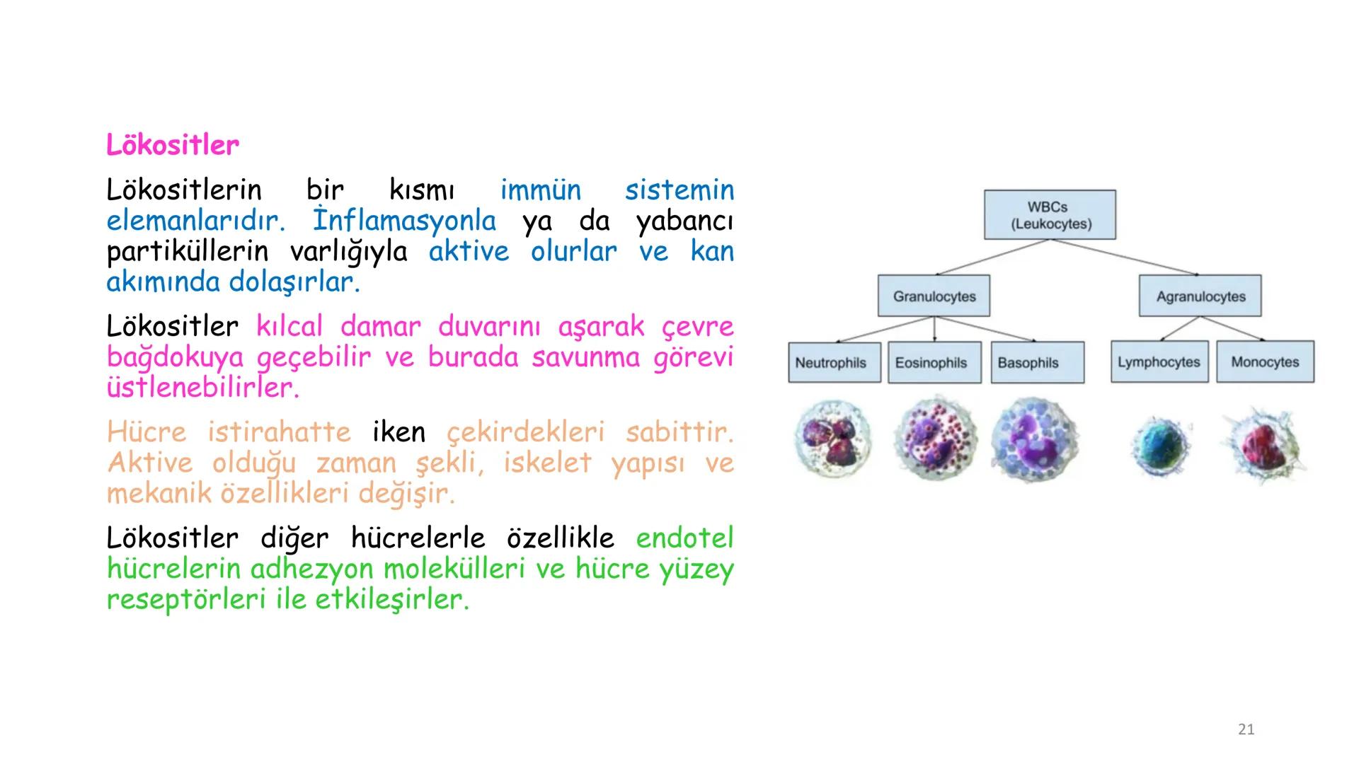 # BİYOFİZİĞE GİRİŞ
Doç. Dr. Nurten Bahtiyar Canlı varlıkların yapı ve işlevleri, tek bir disiplinin
içinden çıkamayacağı kadar karmaşıktır.