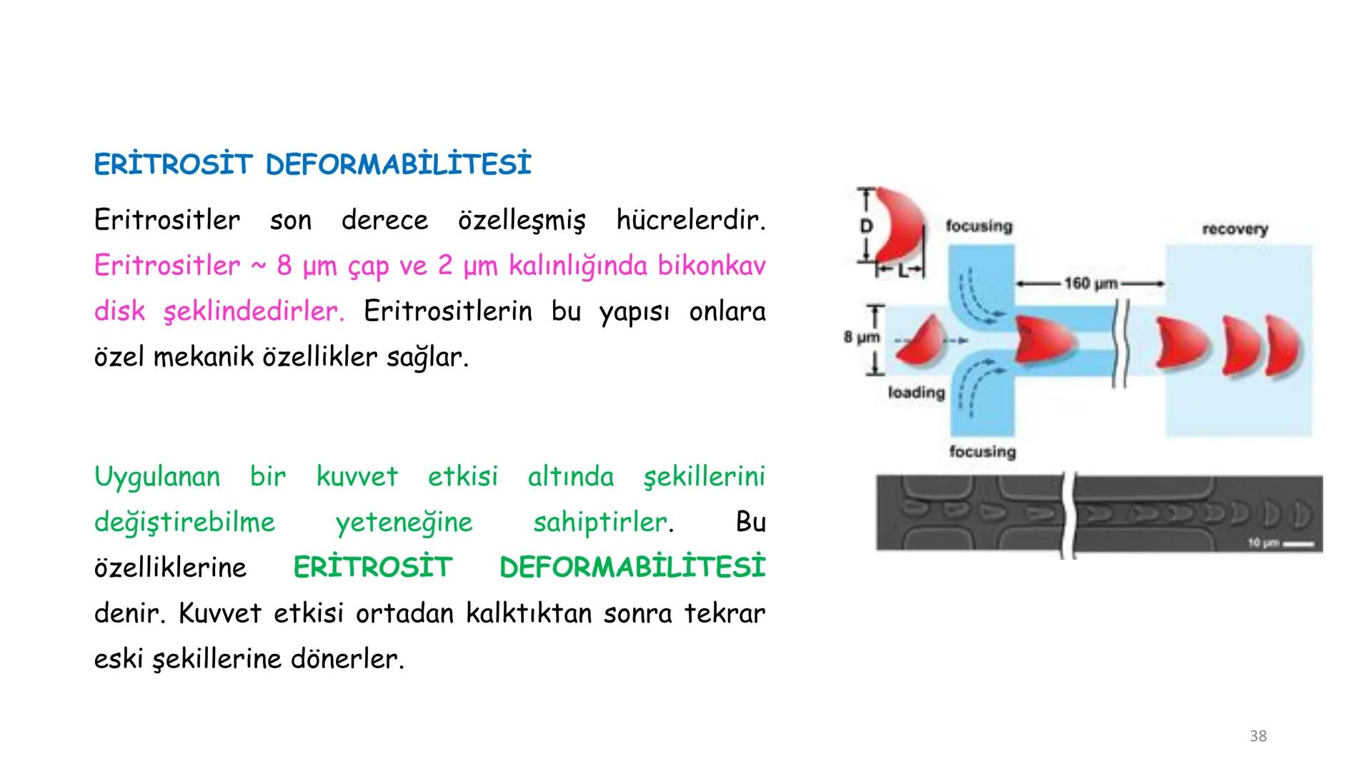 # BİYOFİZİĞE GİRİŞ
Doç. Dr. Nurten Bahtiyar Canlı varlıkların yapı ve işlevleri, tek bir disiplinin
içinden çıkamayacağı kadar karmaşıktır.