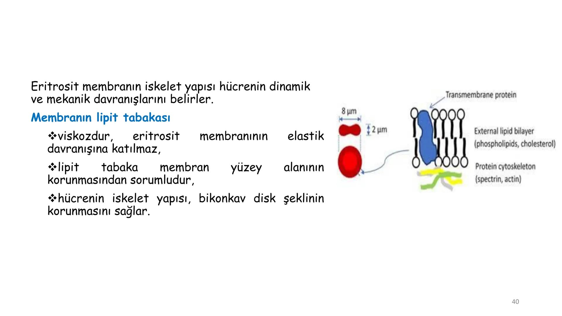 # BİYOFİZİĞE GİRİŞ
Doç. Dr. Nurten Bahtiyar Canlı varlıkların yapı ve işlevleri, tek bir disiplinin
içinden çıkamayacağı kadar karmaşıktır.