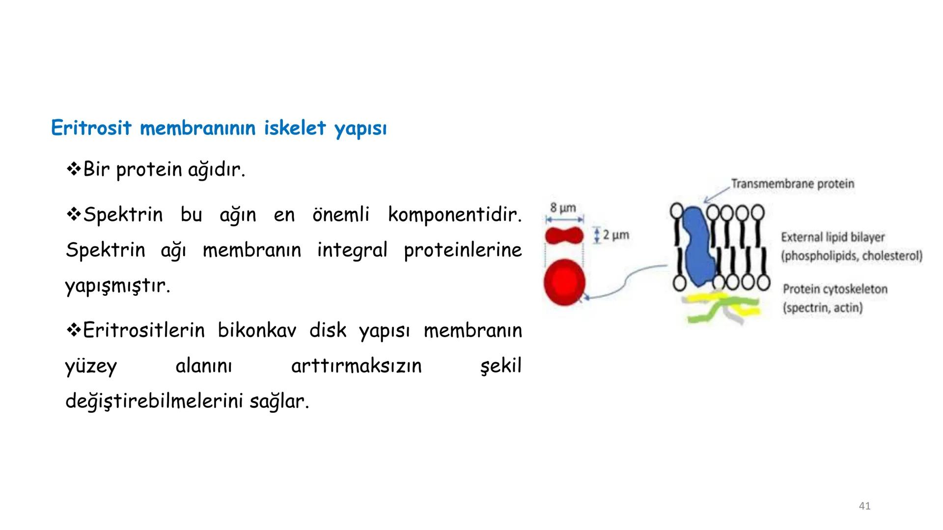 # BİYOFİZİĞE GİRİŞ
Doç. Dr. Nurten Bahtiyar Canlı varlıkların yapı ve işlevleri, tek bir disiplinin
içinden çıkamayacağı kadar karmaşıktır.