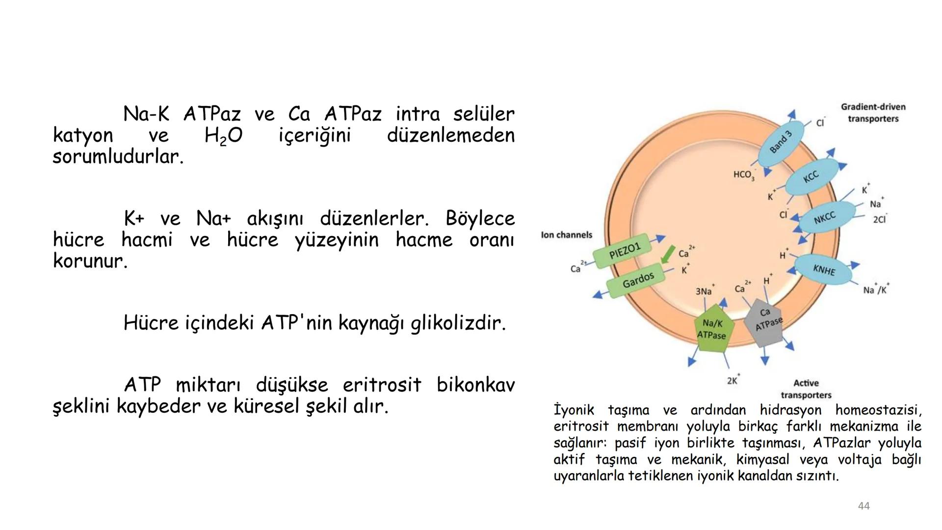 # BİYOFİZİĞE GİRİŞ
Doç. Dr. Nurten Bahtiyar Canlı varlıkların yapı ve işlevleri, tek bir disiplinin
içinden çıkamayacağı kadar karmaşıktır.