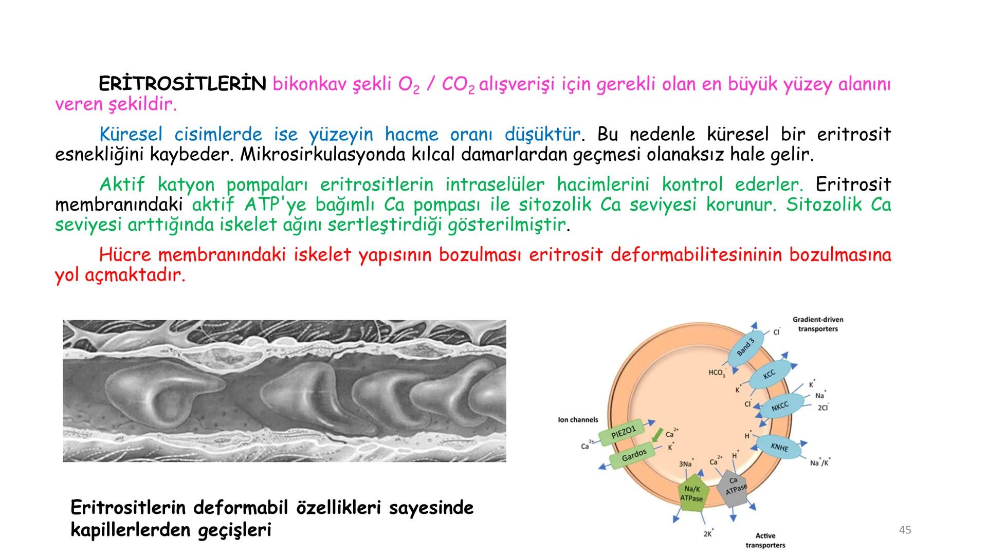 # BİYOFİZİĞE GİRİŞ
Doç. Dr. Nurten Bahtiyar Canlı varlıkların yapı ve işlevleri, tek bir disiplinin
içinden çıkamayacağı kadar karmaşıktır.