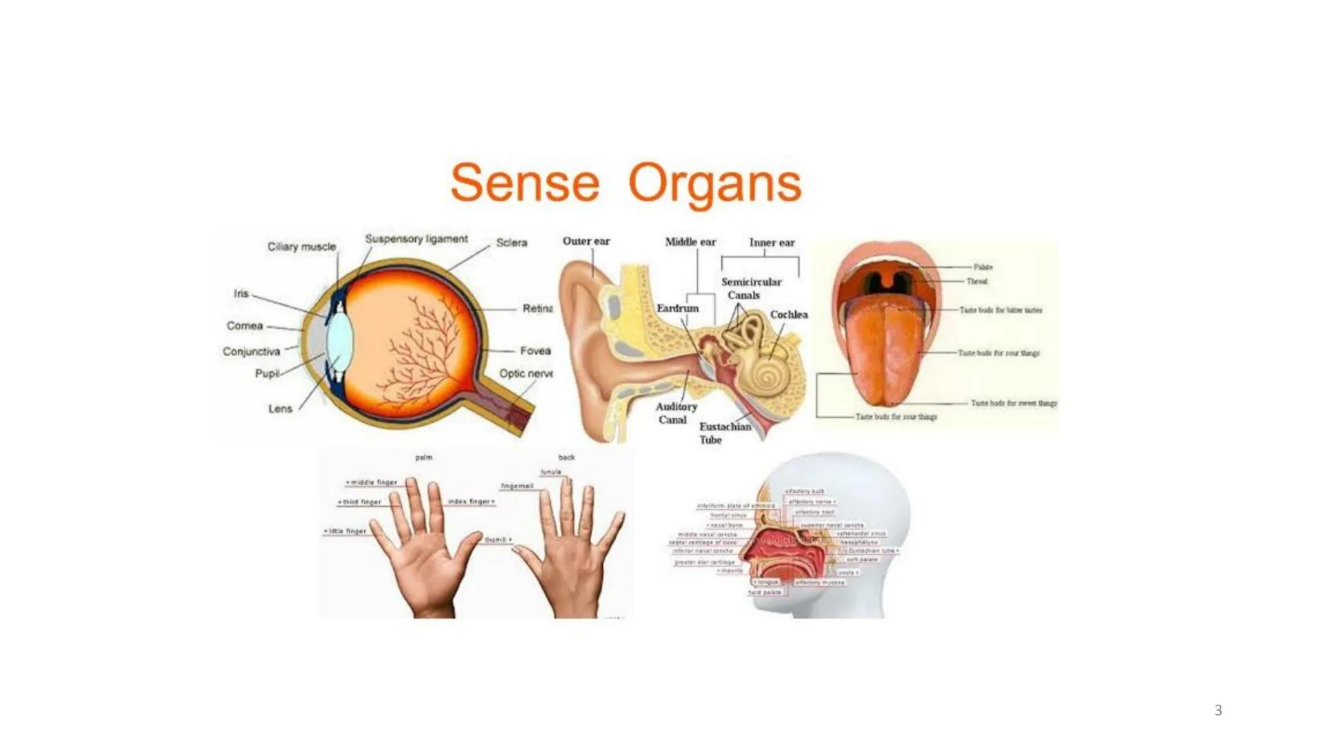 # BİYOFİZİĞE GİRİŞ
Doç. Dr. Nurten Bahtiyar Canlı varlıkların yapı ve işlevleri, tek bir disiplinin
içinden çıkamayacağı kadar karmaşıktır.