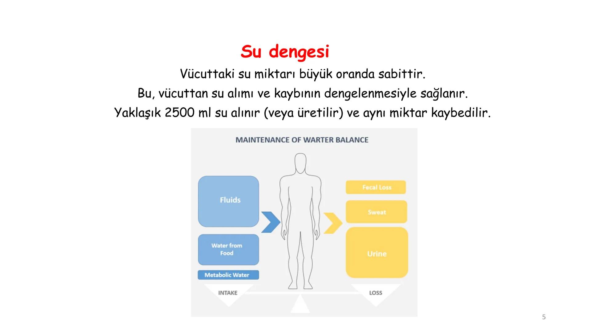 # BİYOFİZİĞE GİRİŞ
Doç. Dr. Nurten Bahtiyar Canlı varlıkların yapı ve işlevleri, tek bir disiplinin
içinden çıkamayacağı kadar karmaşıktır.