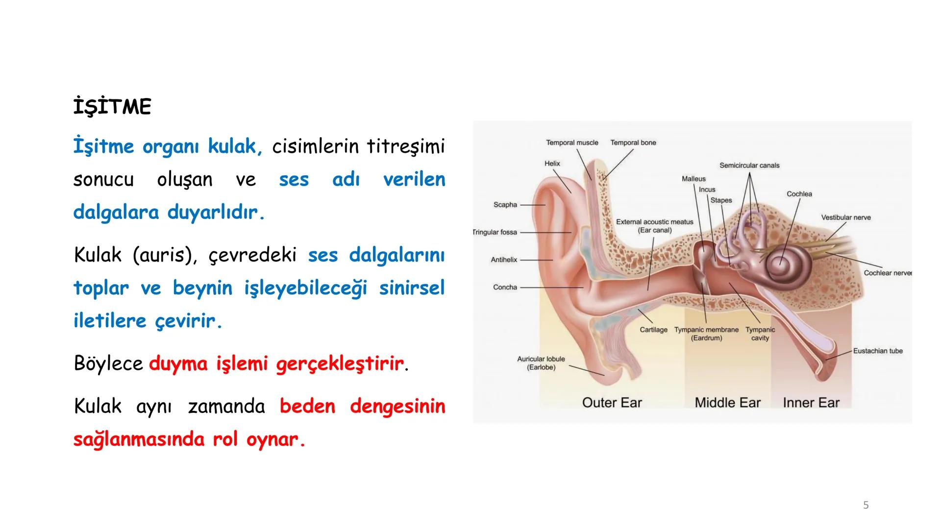 # BİYOFİZİĞE GİRİŞ
Doç. Dr. Nurten Bahtiyar Canlı varlıkların yapı ve işlevleri, tek bir disiplinin
içinden çıkamayacağı kadar karmaşıktır.