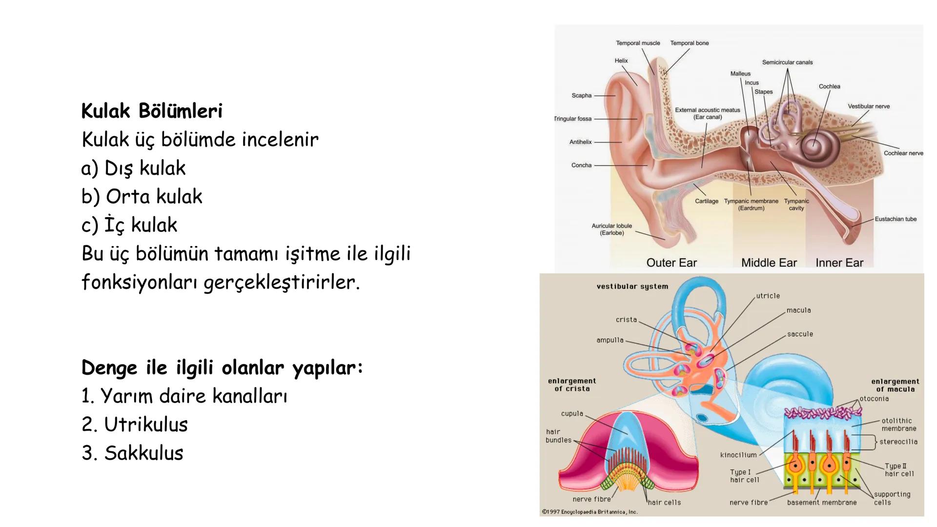 # BİYOFİZİĞE GİRİŞ
Doç. Dr. Nurten Bahtiyar Canlı varlıkların yapı ve işlevleri, tek bir disiplinin
içinden çıkamayacağı kadar karmaşıktır.