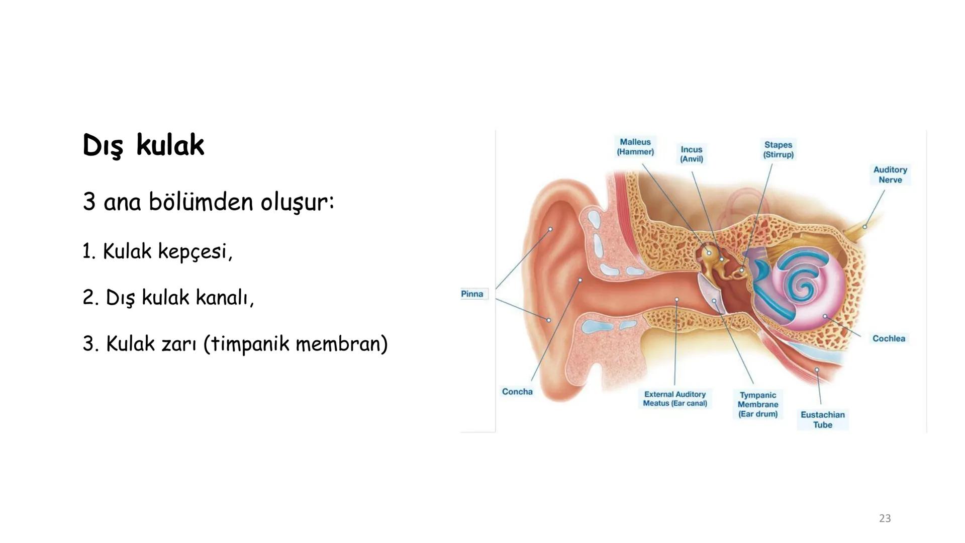 # BİYOFİZİĞE GİRİŞ
Doç. Dr. Nurten Bahtiyar Canlı varlıkların yapı ve işlevleri, tek bir disiplinin
içinden çıkamayacağı kadar karmaşıktır.