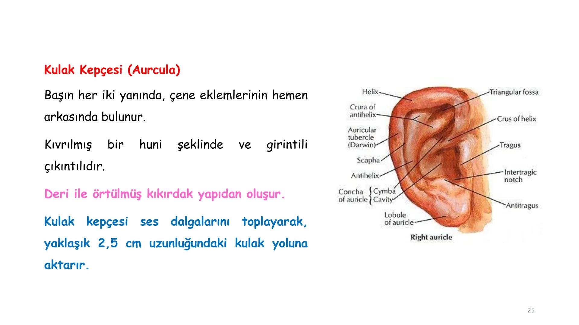 # BİYOFİZİĞE GİRİŞ
Doç. Dr. Nurten Bahtiyar Canlı varlıkların yapı ve işlevleri, tek bir disiplinin
içinden çıkamayacağı kadar karmaşıktır.