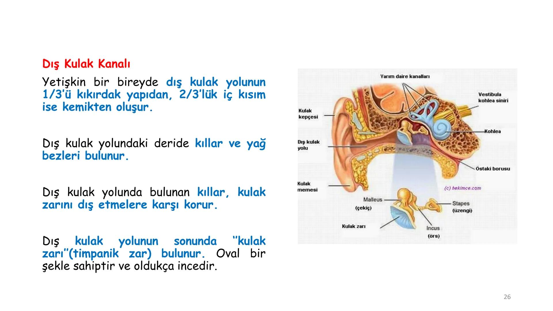 # BİYOFİZİĞE GİRİŞ
Doç. Dr. Nurten Bahtiyar Canlı varlıkların yapı ve işlevleri, tek bir disiplinin
içinden çıkamayacağı kadar karmaşıktır.