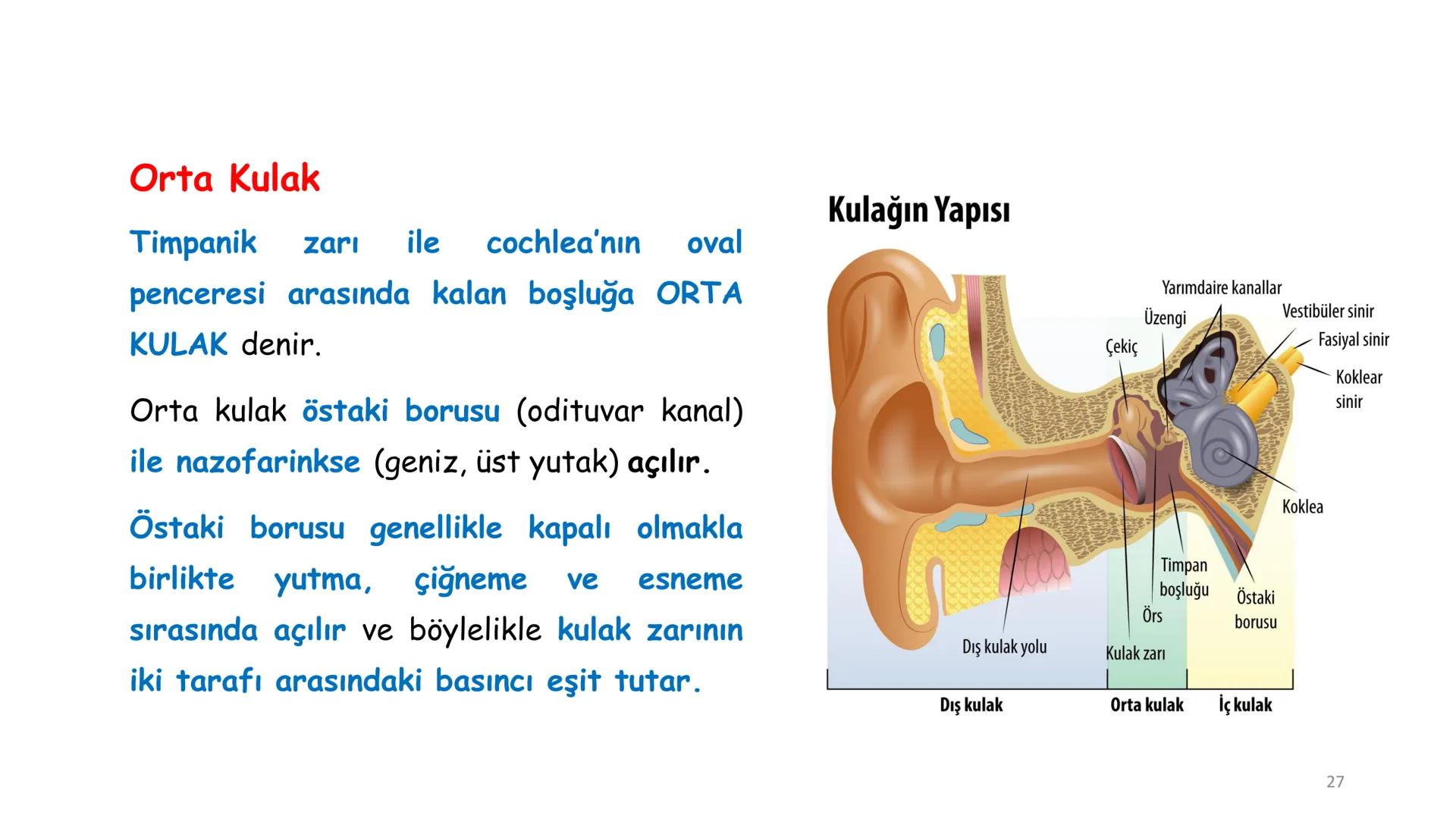 # BİYOFİZİĞE GİRİŞ
Doç. Dr. Nurten Bahtiyar Canlı varlıkların yapı ve işlevleri, tek bir disiplinin
içinden çıkamayacağı kadar karmaşıktır.