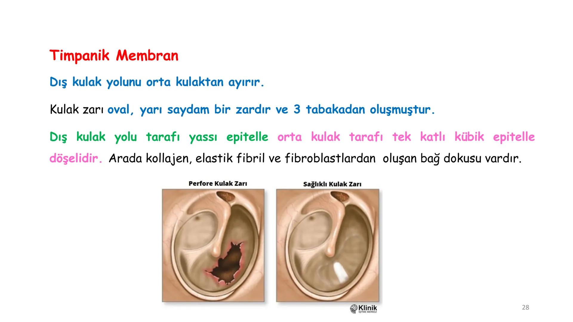 # BİYOFİZİĞE GİRİŞ
Doç. Dr. Nurten Bahtiyar Canlı varlıkların yapı ve işlevleri, tek bir disiplinin
içinden çıkamayacağı kadar karmaşıktır.