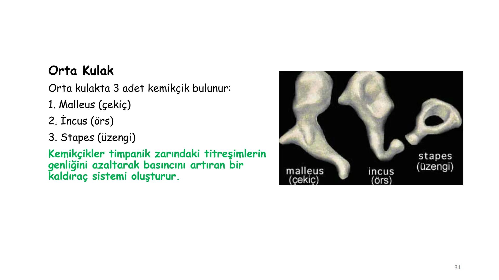 # BİYOFİZİĞE GİRİŞ
Doç. Dr. Nurten Bahtiyar Canlı varlıkların yapı ve işlevleri, tek bir disiplinin
içinden çıkamayacağı kadar karmaşıktır.