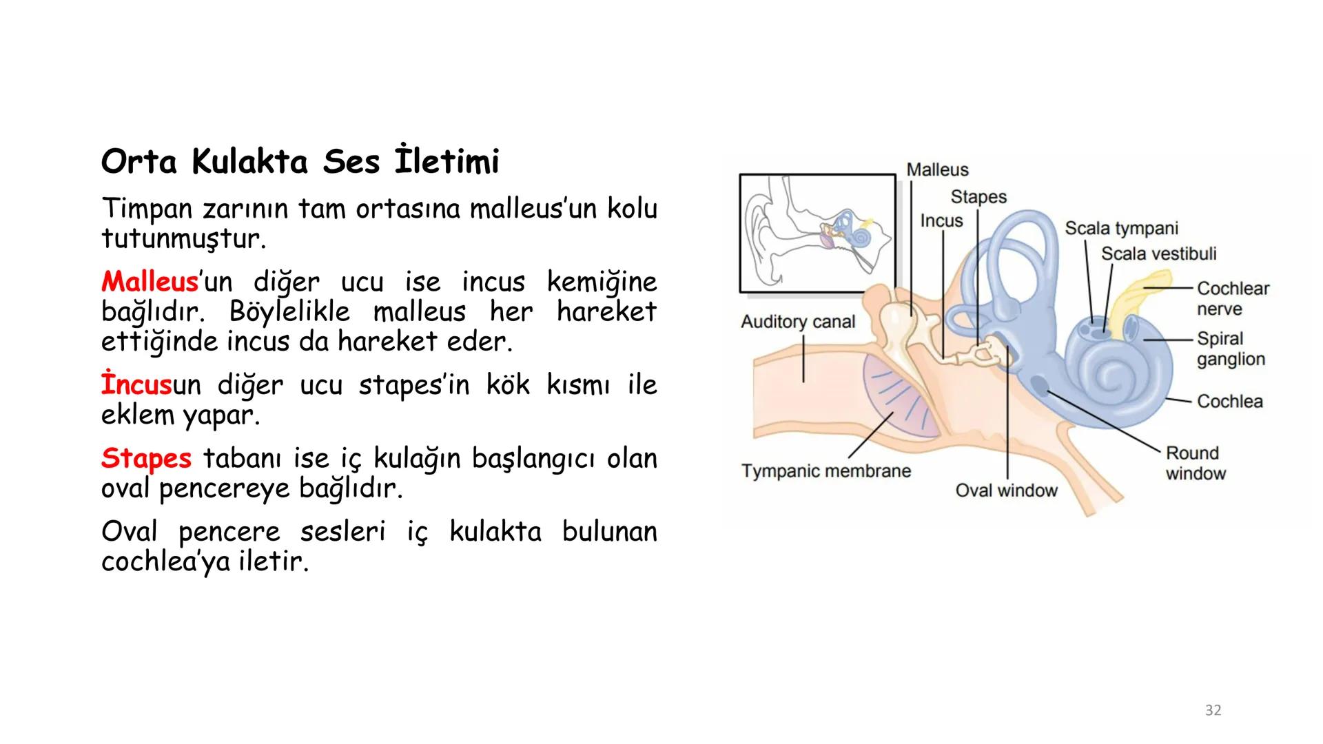 # BİYOFİZİĞE GİRİŞ
Doç. Dr. Nurten Bahtiyar Canlı varlıkların yapı ve işlevleri, tek bir disiplinin
içinden çıkamayacağı kadar karmaşıktır.