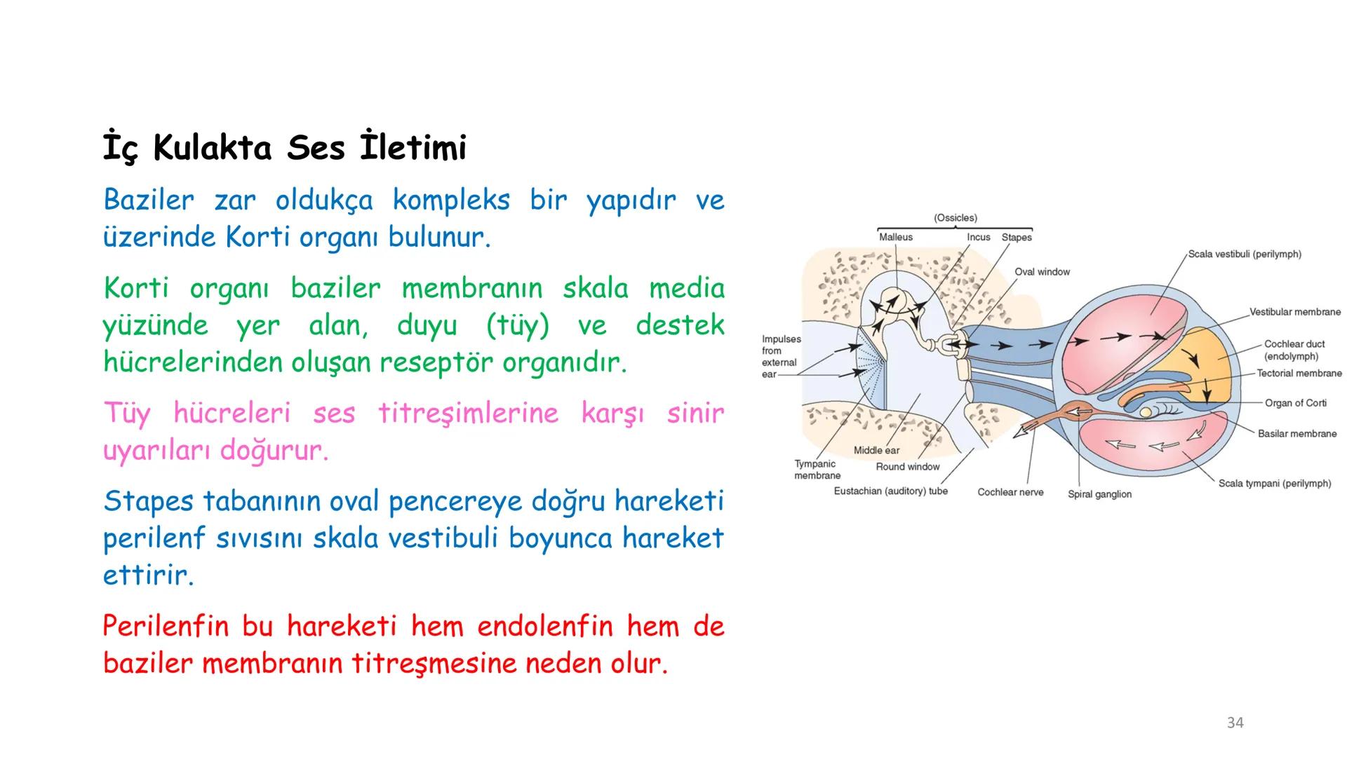 # BİYOFİZİĞE GİRİŞ
Doç. Dr. Nurten Bahtiyar Canlı varlıkların yapı ve işlevleri, tek bir disiplinin
içinden çıkamayacağı kadar karmaşıktır.