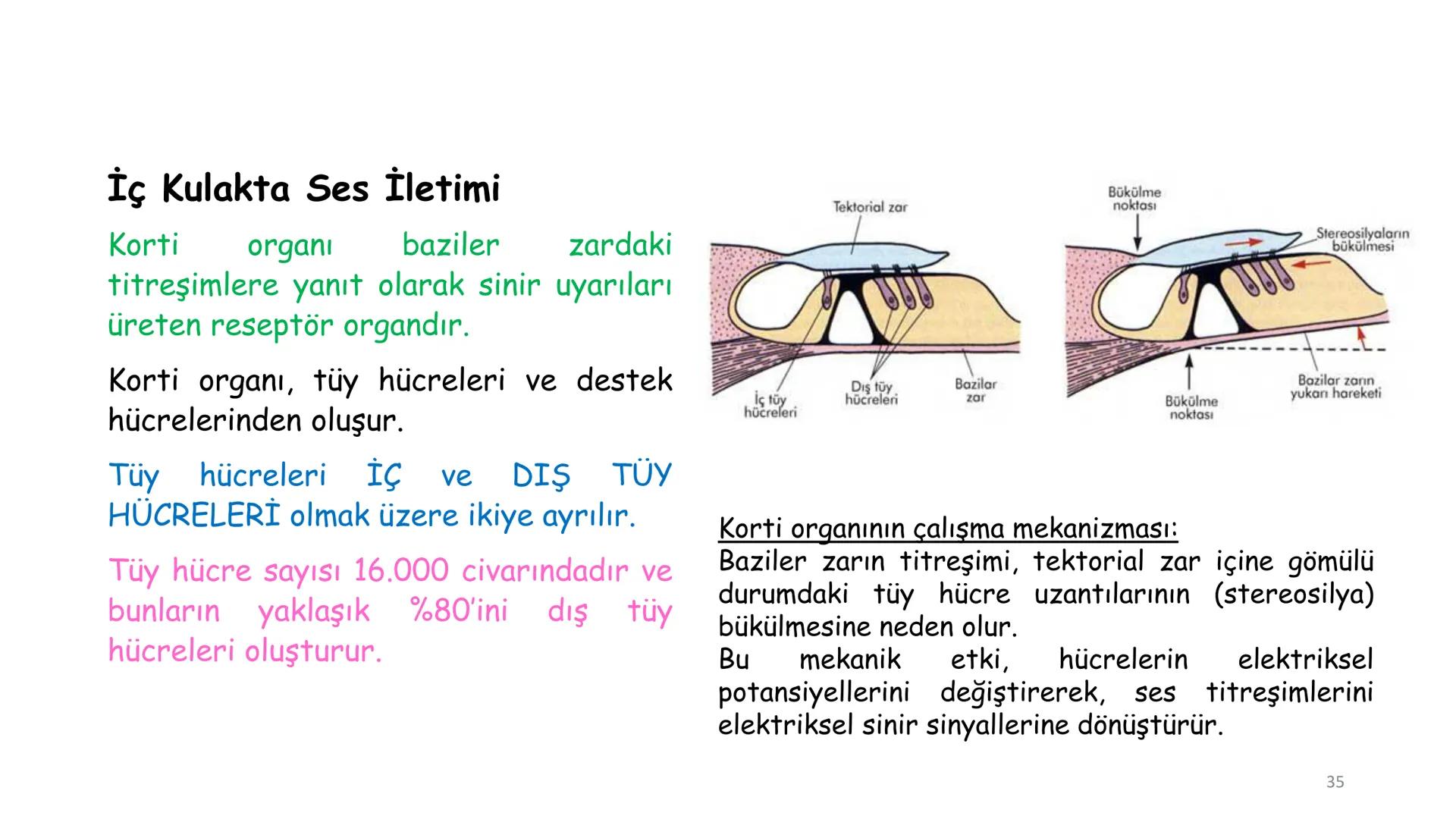 # BİYOFİZİĞE GİRİŞ
Doç. Dr. Nurten Bahtiyar Canlı varlıkların yapı ve işlevleri, tek bir disiplinin
içinden çıkamayacağı kadar karmaşıktır.