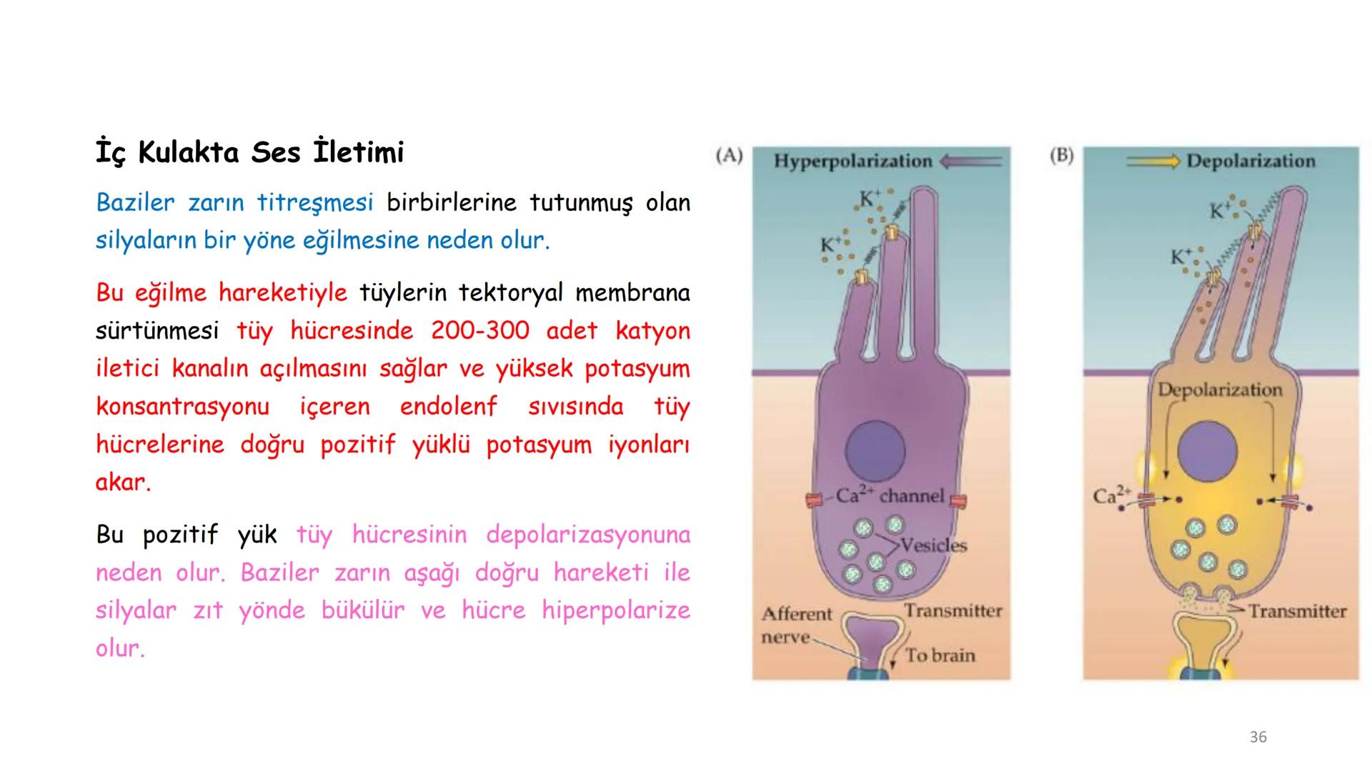 # BİYOFİZİĞE GİRİŞ
Doç. Dr. Nurten Bahtiyar Canlı varlıkların yapı ve işlevleri, tek bir disiplinin
içinden çıkamayacağı kadar karmaşıktır.