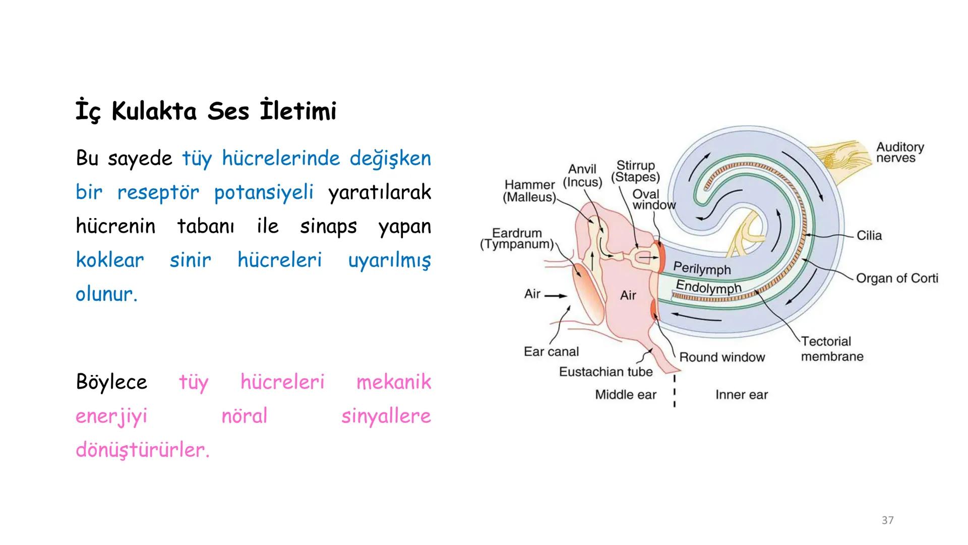 # BİYOFİZİĞE GİRİŞ
Doç. Dr. Nurten Bahtiyar Canlı varlıkların yapı ve işlevleri, tek bir disiplinin
içinden çıkamayacağı kadar karmaşıktır.