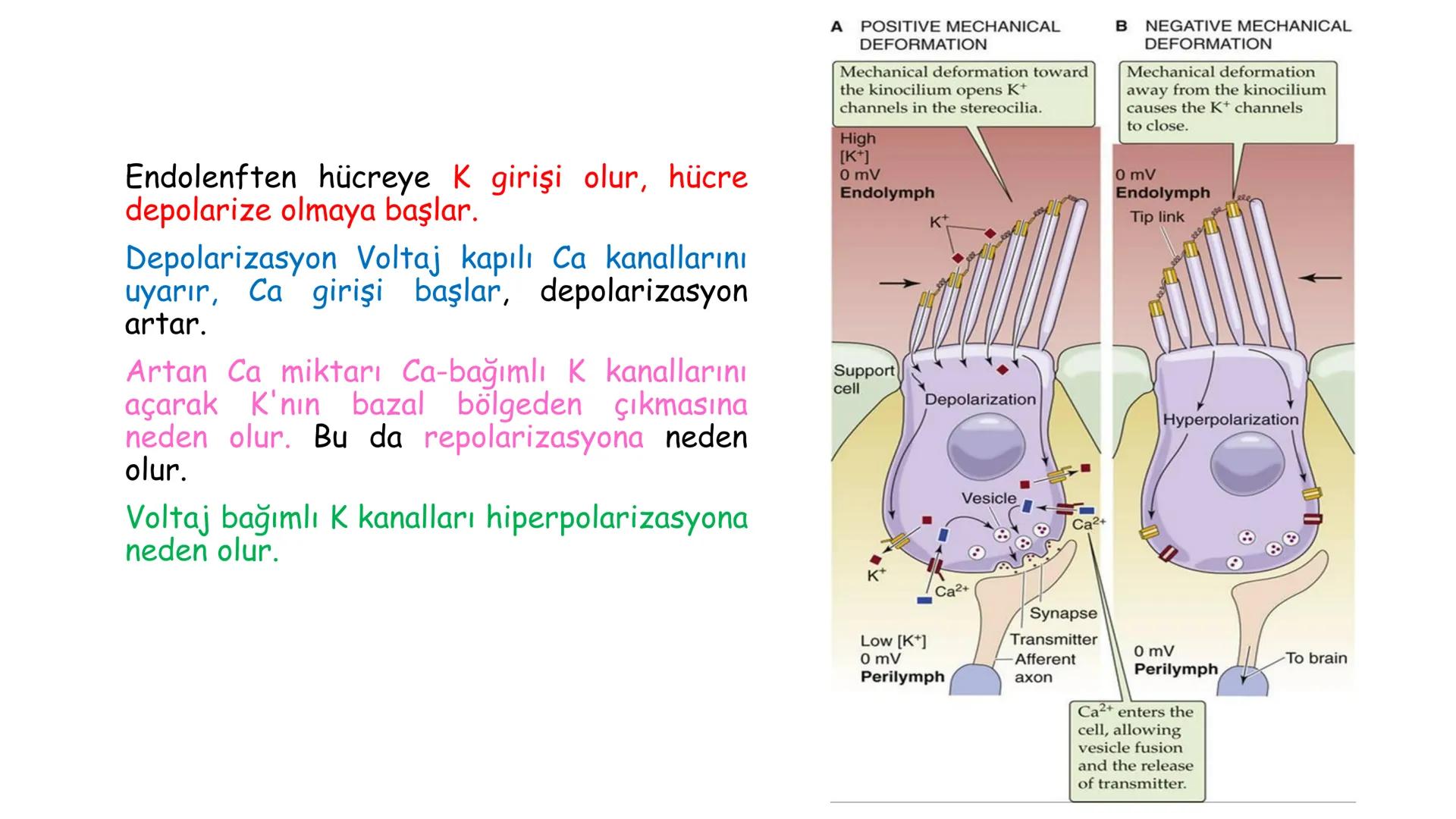 # BİYOFİZİĞE GİRİŞ
Doç. Dr. Nurten Bahtiyar Canlı varlıkların yapı ve işlevleri, tek bir disiplinin
içinden çıkamayacağı kadar karmaşıktır.