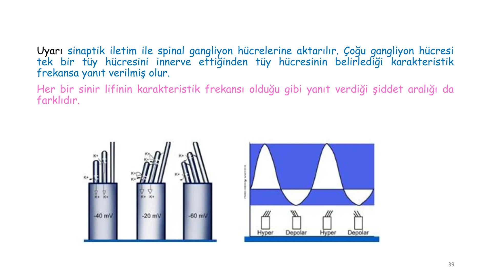 # BİYOFİZİĞE GİRİŞ
Doç. Dr. Nurten Bahtiyar Canlı varlıkların yapı ve işlevleri, tek bir disiplinin
içinden çıkamayacağı kadar karmaşıktır.