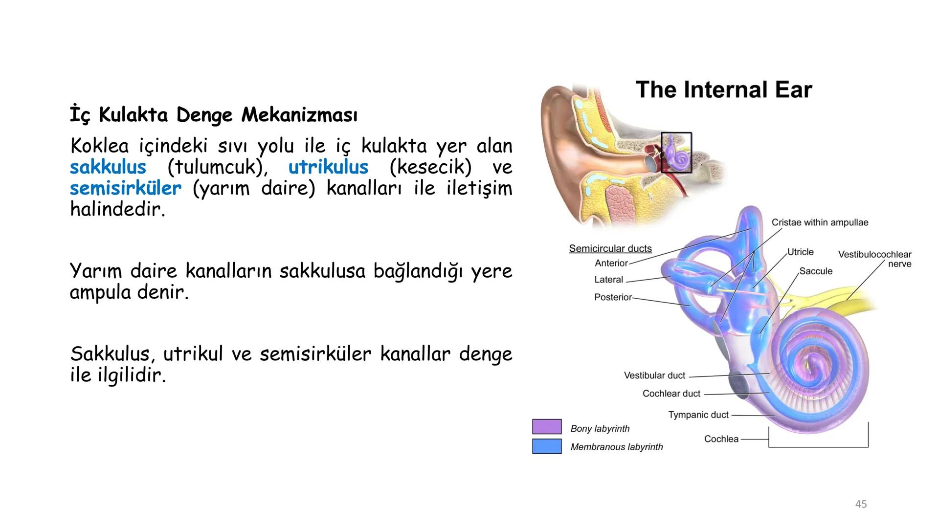 # BİYOFİZİĞE GİRİŞ
Doç. Dr. Nurten Bahtiyar Canlı varlıkların yapı ve işlevleri, tek bir disiplinin
içinden çıkamayacağı kadar karmaşıktır.