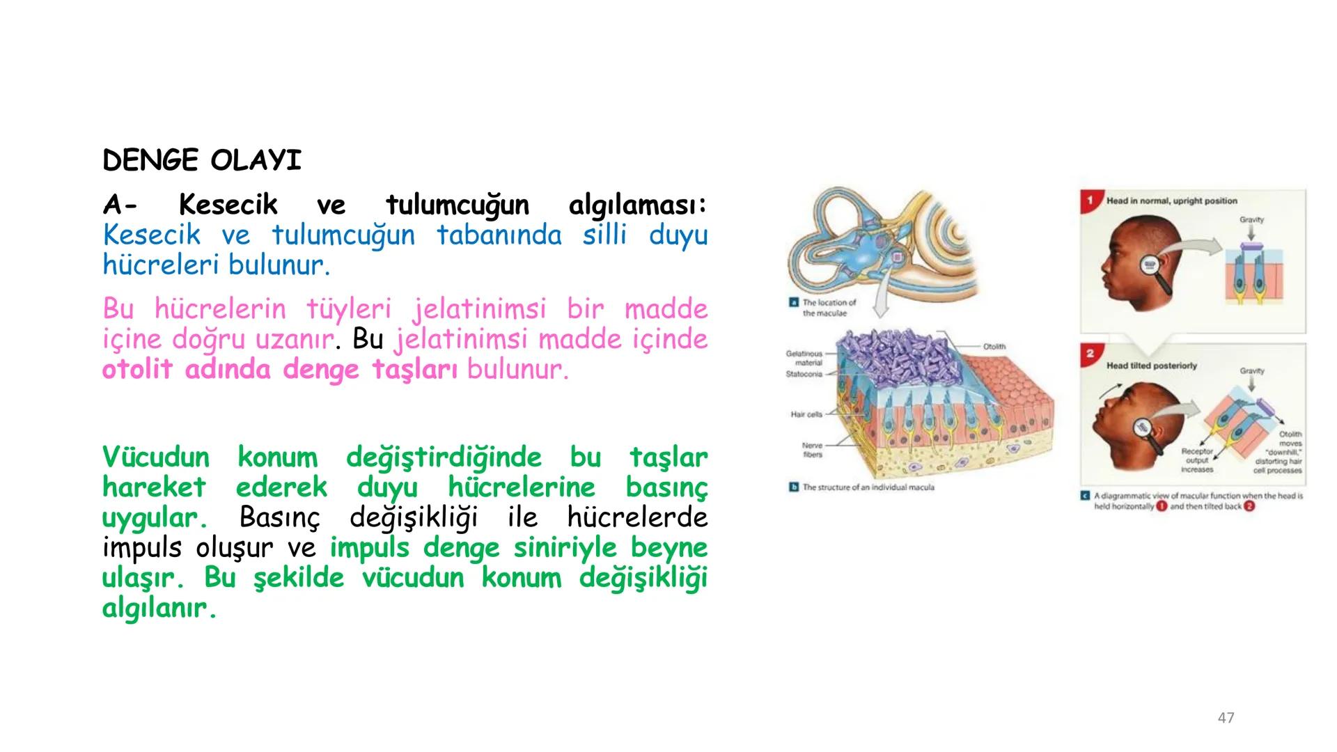 # BİYOFİZİĞE GİRİŞ
Doç. Dr. Nurten Bahtiyar Canlı varlıkların yapı ve işlevleri, tek bir disiplinin
içinden çıkamayacağı kadar karmaşıktır.