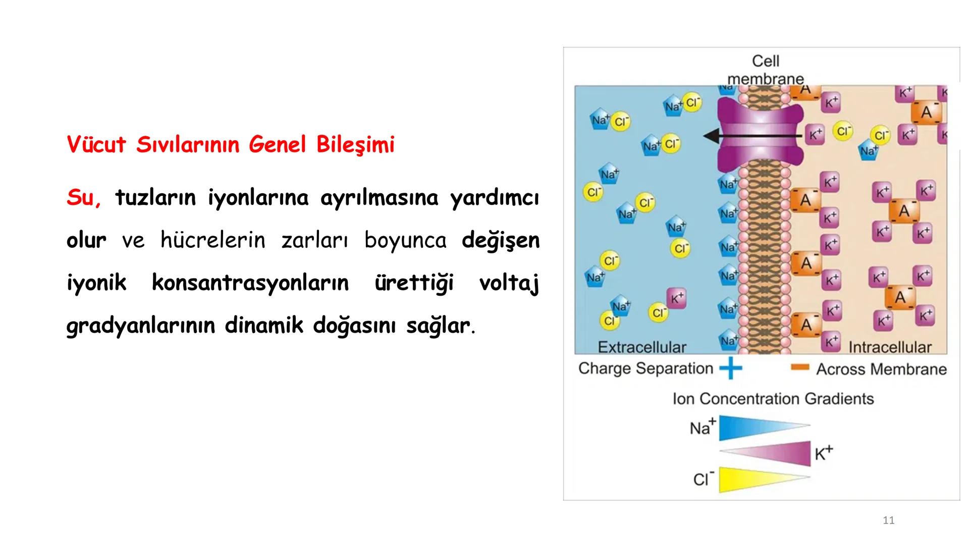 # BİYOFİZİĞE GİRİŞ
Doç. Dr. Nurten Bahtiyar Canlı varlıkların yapı ve işlevleri, tek bir disiplinin
içinden çıkamayacağı kadar karmaşıktır.