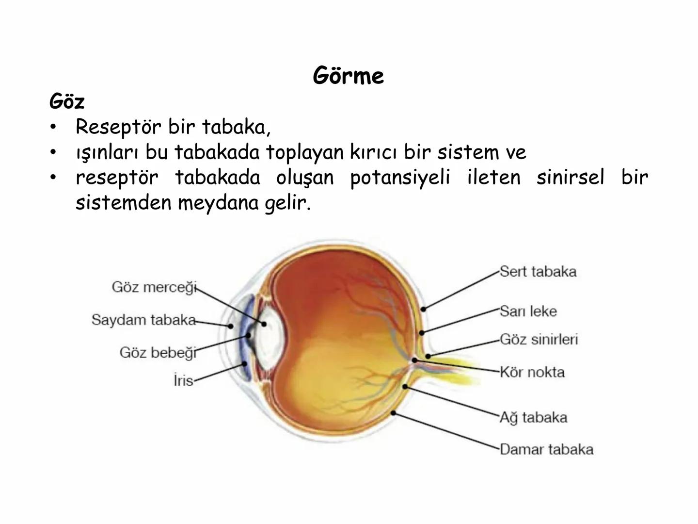 # BİYOFİZİĞE GİRİŞ
Doç. Dr. Nurten Bahtiyar Canlı varlıkların yapı ve işlevleri, tek bir disiplinin
içinden çıkamayacağı kadar karmaşıktır.