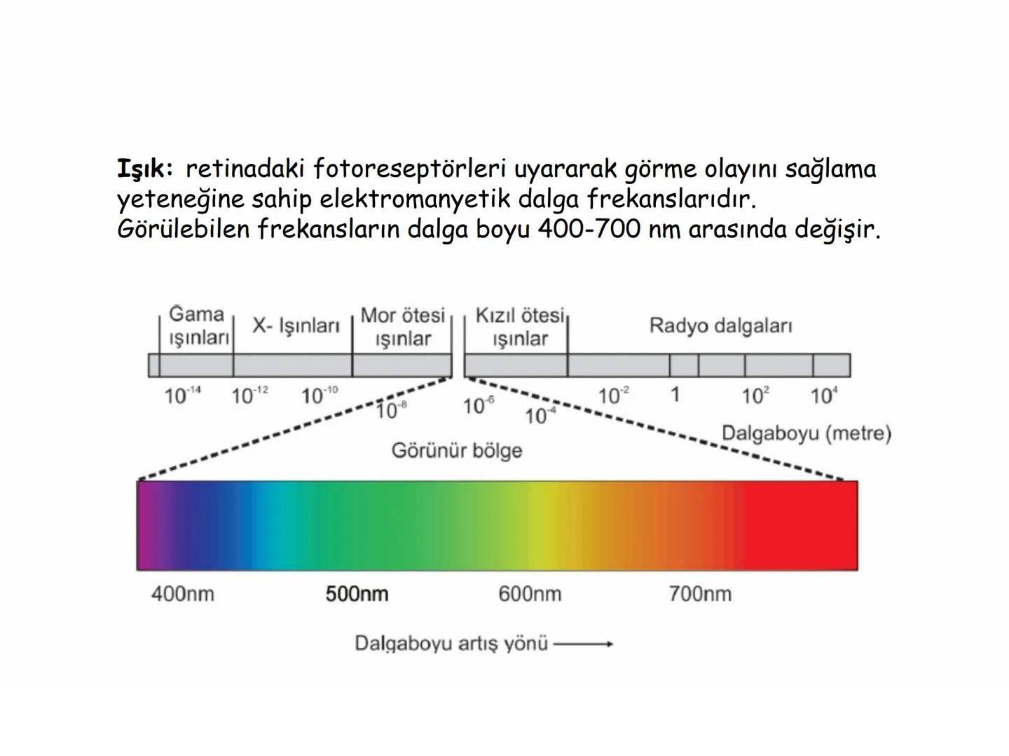 # BİYOFİZİĞE GİRİŞ
Doç. Dr. Nurten Bahtiyar Canlı varlıkların yapı ve işlevleri, tek bir disiplinin
içinden çıkamayacağı kadar karmaşıktır.