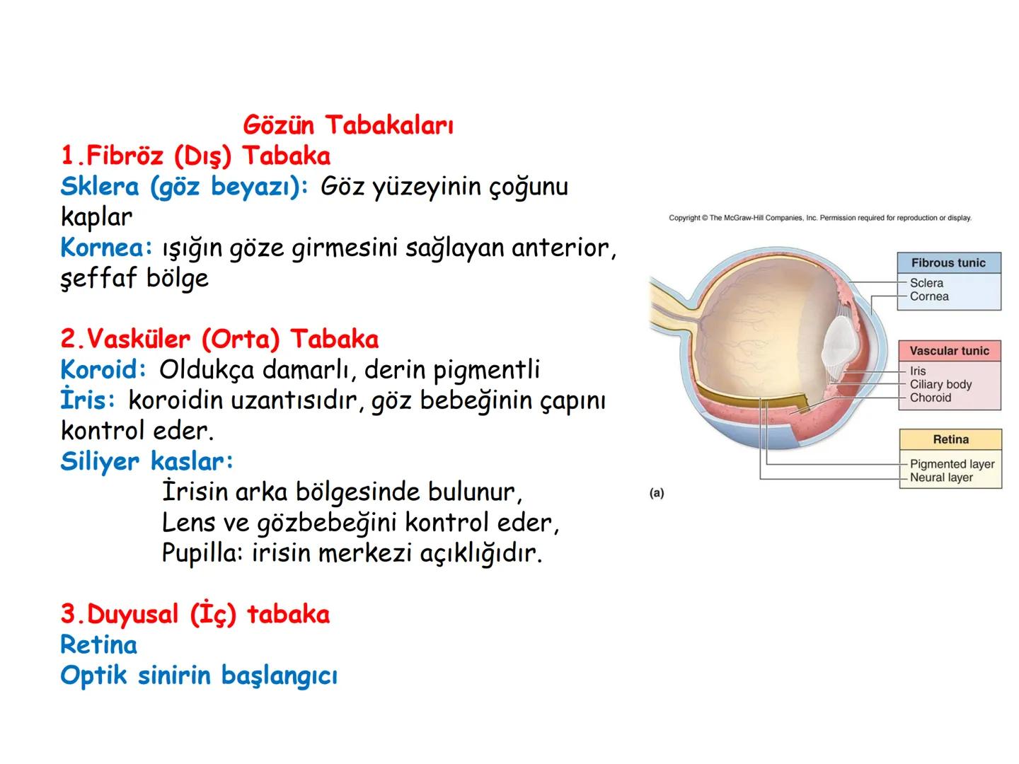 # BİYOFİZİĞE GİRİŞ
Doç. Dr. Nurten Bahtiyar Canlı varlıkların yapı ve işlevleri, tek bir disiplinin
içinden çıkamayacağı kadar karmaşıktır.